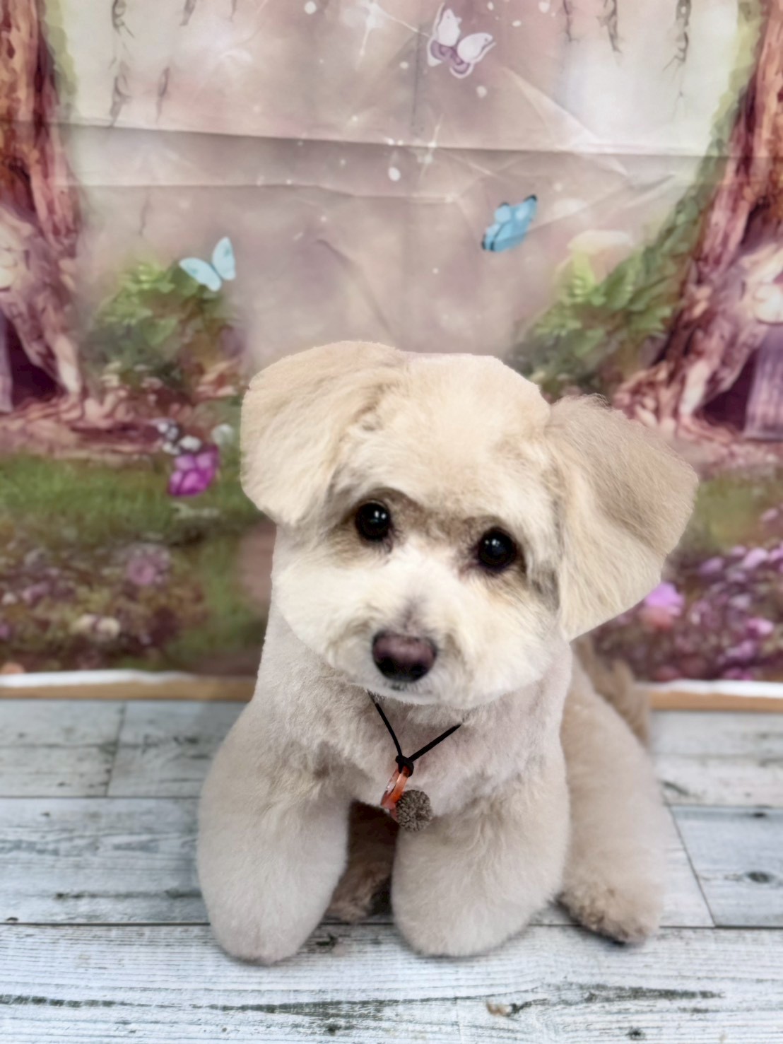 �I���[�W�� �挎�̂��q�l