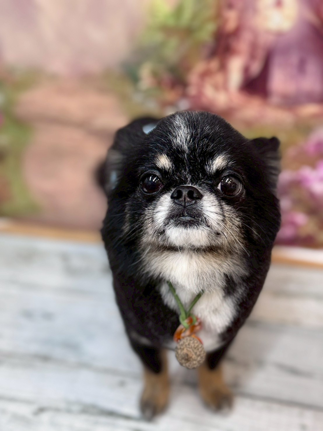 �I���[�W�� �挎�̂��q�l