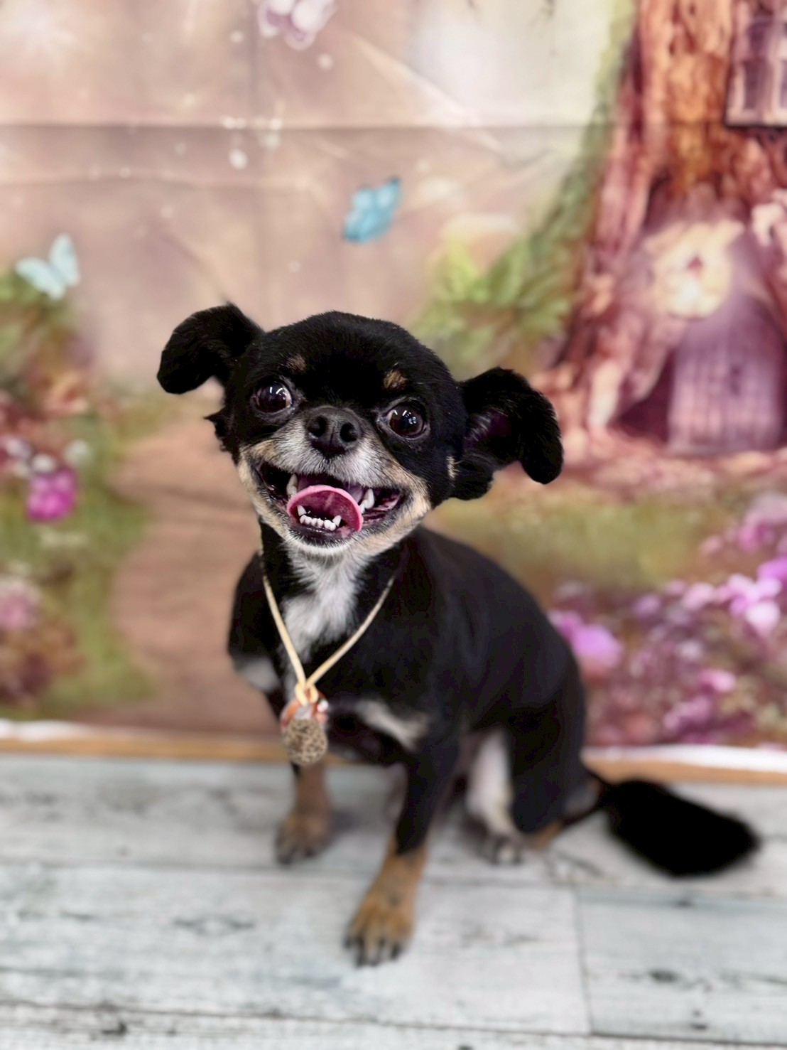 �I���[�W�� �挎�̂��q�l