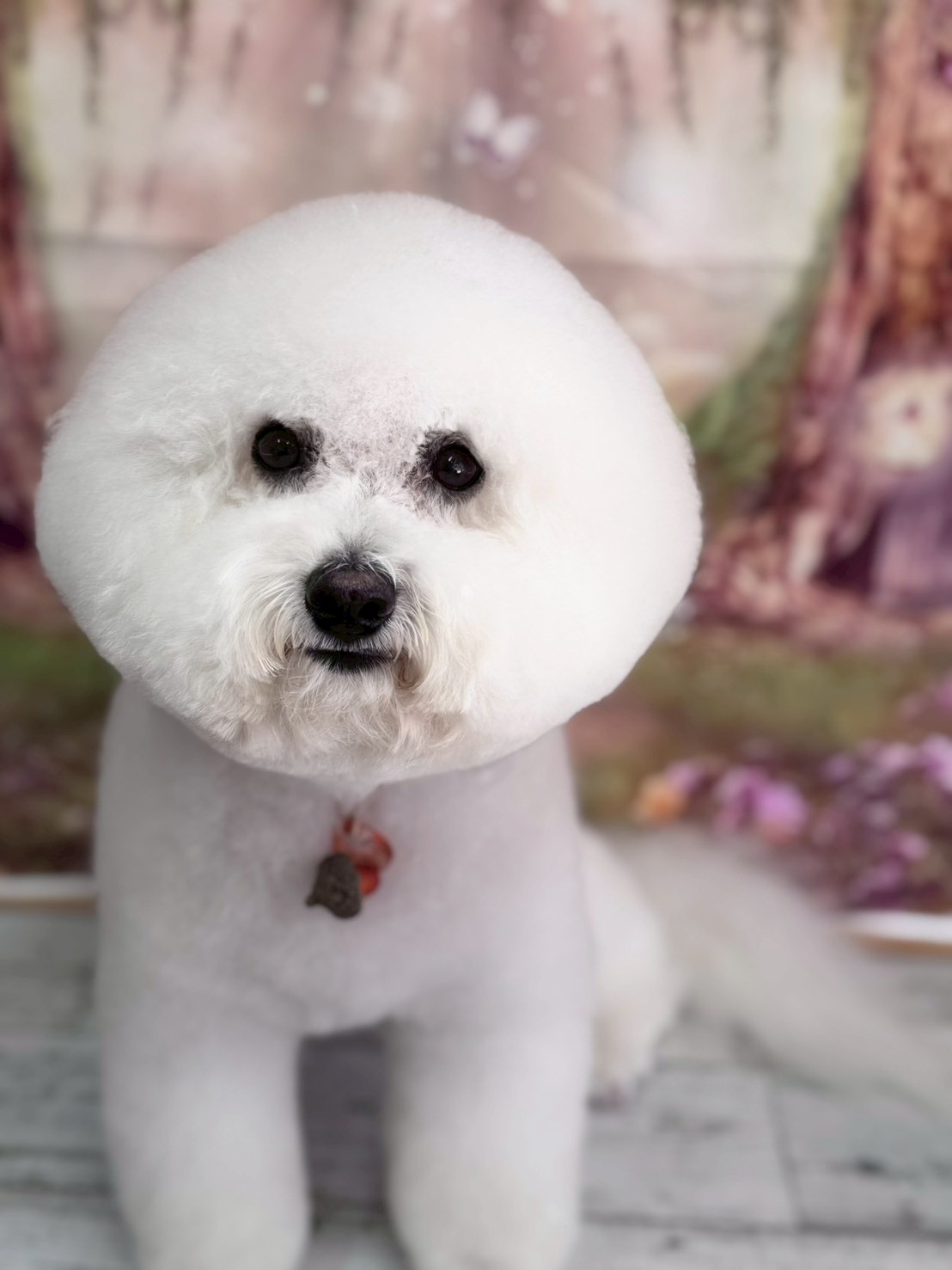 �I���[�W�� �挎�̂��q�l