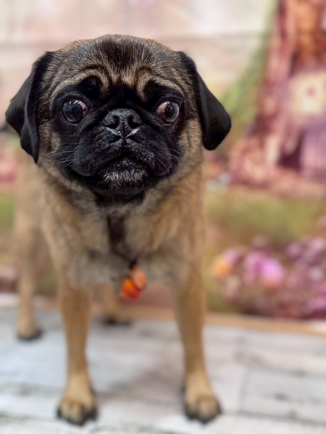 �I���[�W�� �挎�̂��q�l