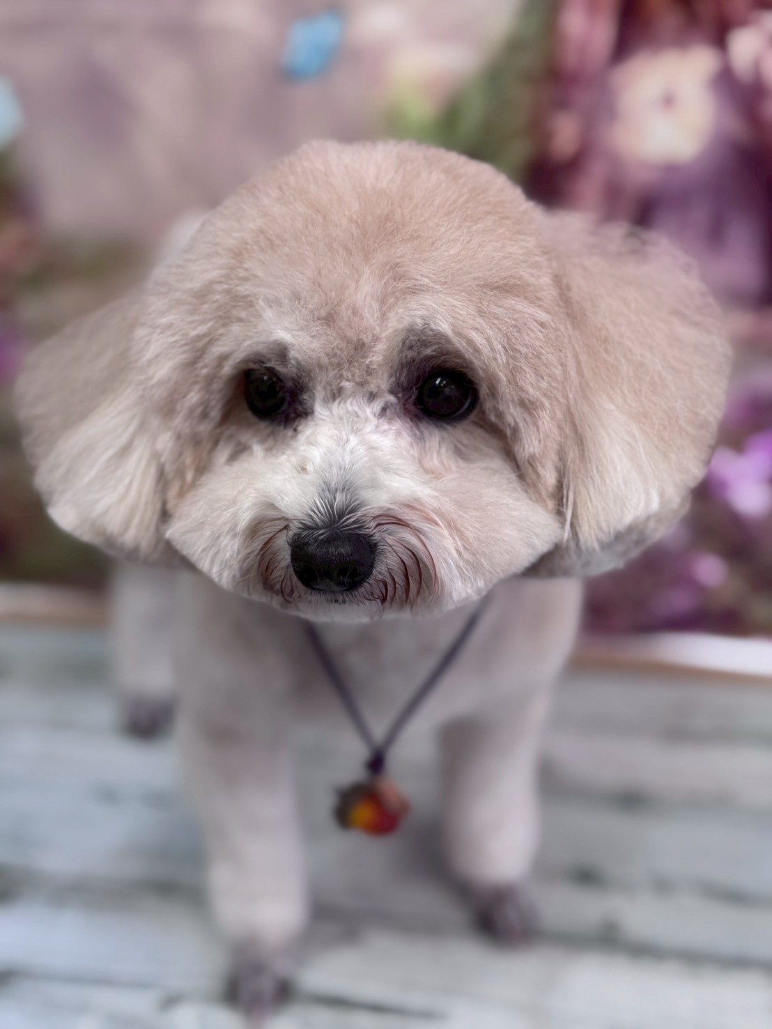 �I���[�W�� �挎�̂��q�l