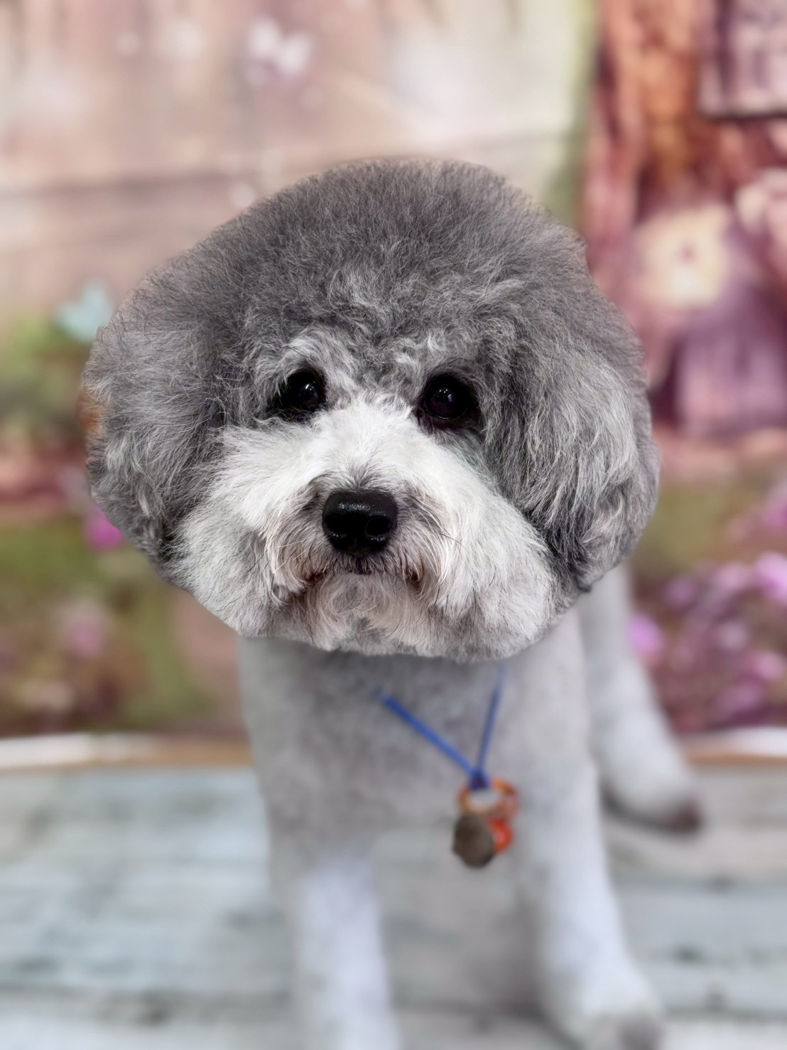 �I���[�W�� �挎�̂��q�l