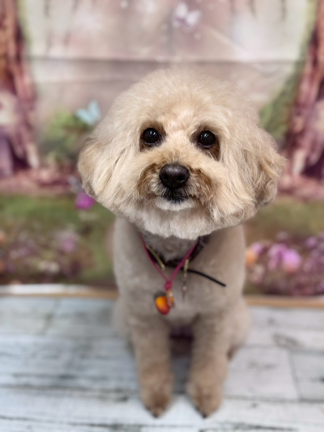 �I���[�W�� �挎�̂��q�l