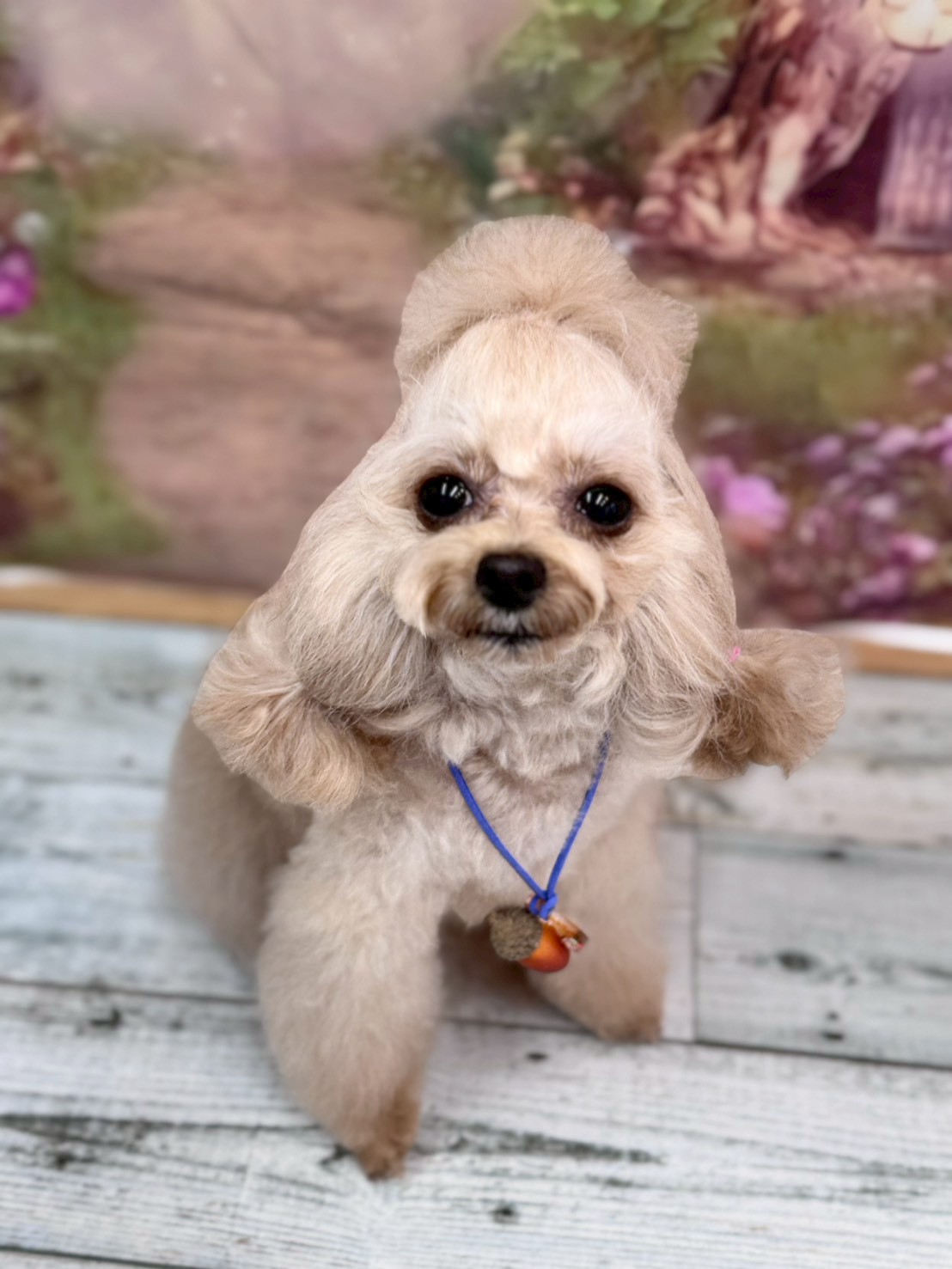 �I���[�W�� �挎�̂��q�l