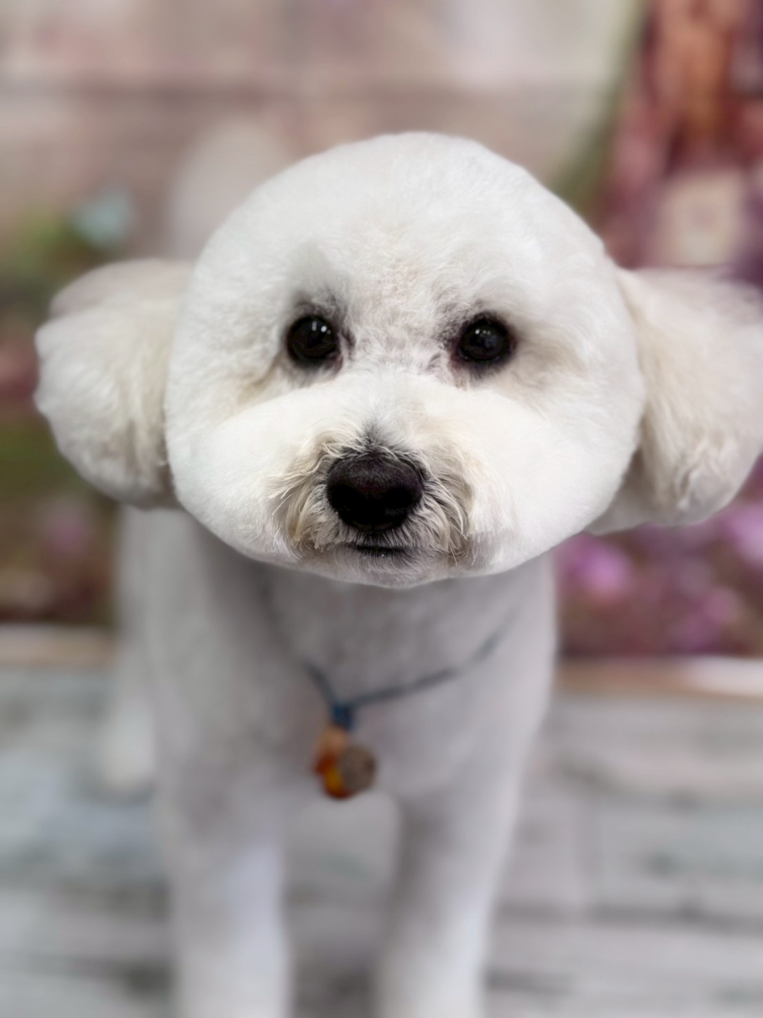 �I���[�W�� �挎�̂��q�l