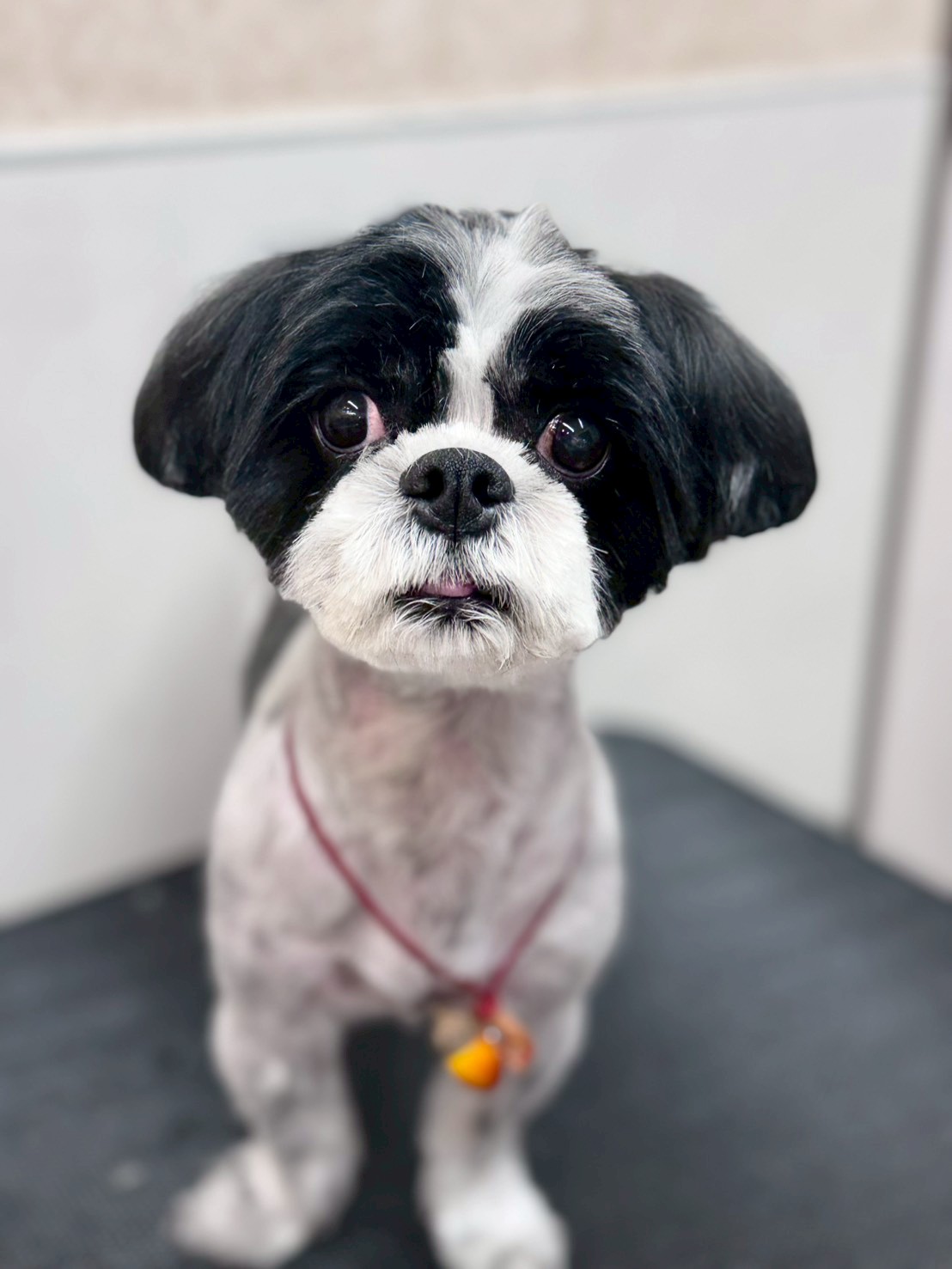 �I���[�W�� �挎�̂��q�l