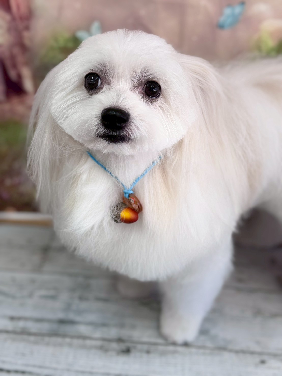 �I���[�W�� �挎�̂��q�l