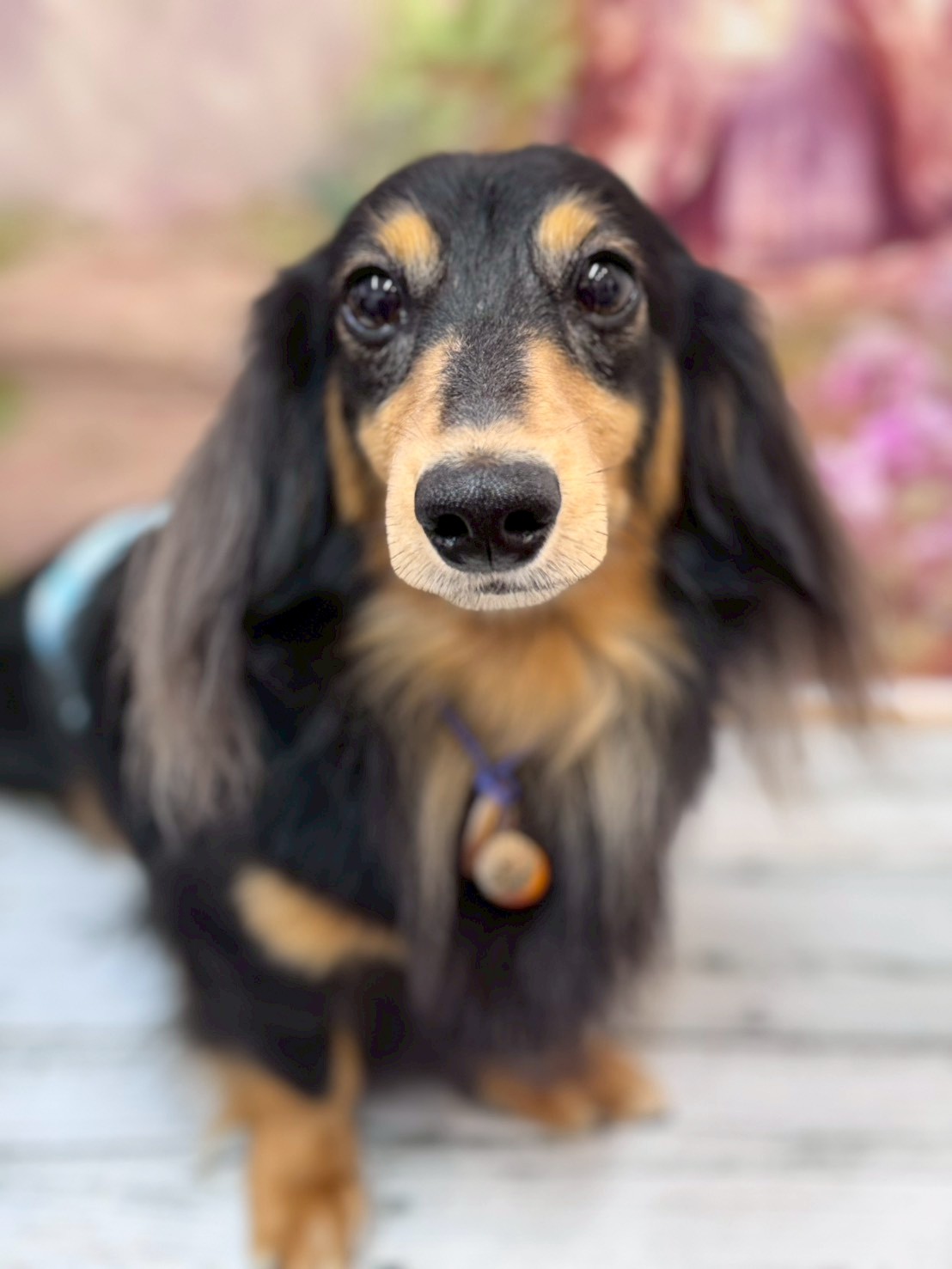 �I���[�W�� �挎�̂��q�l