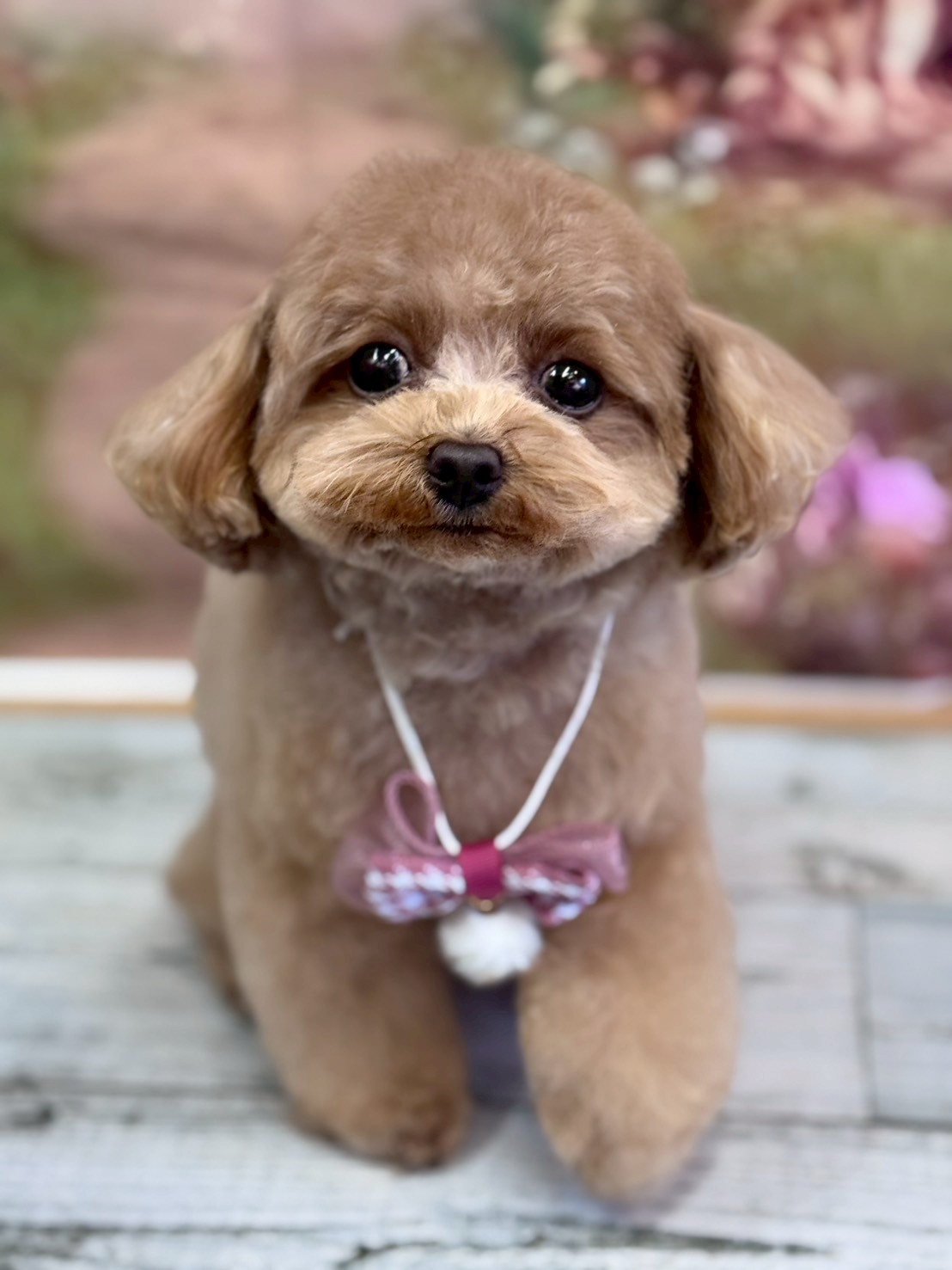 �I���[�W�� �挎�̂��q�l