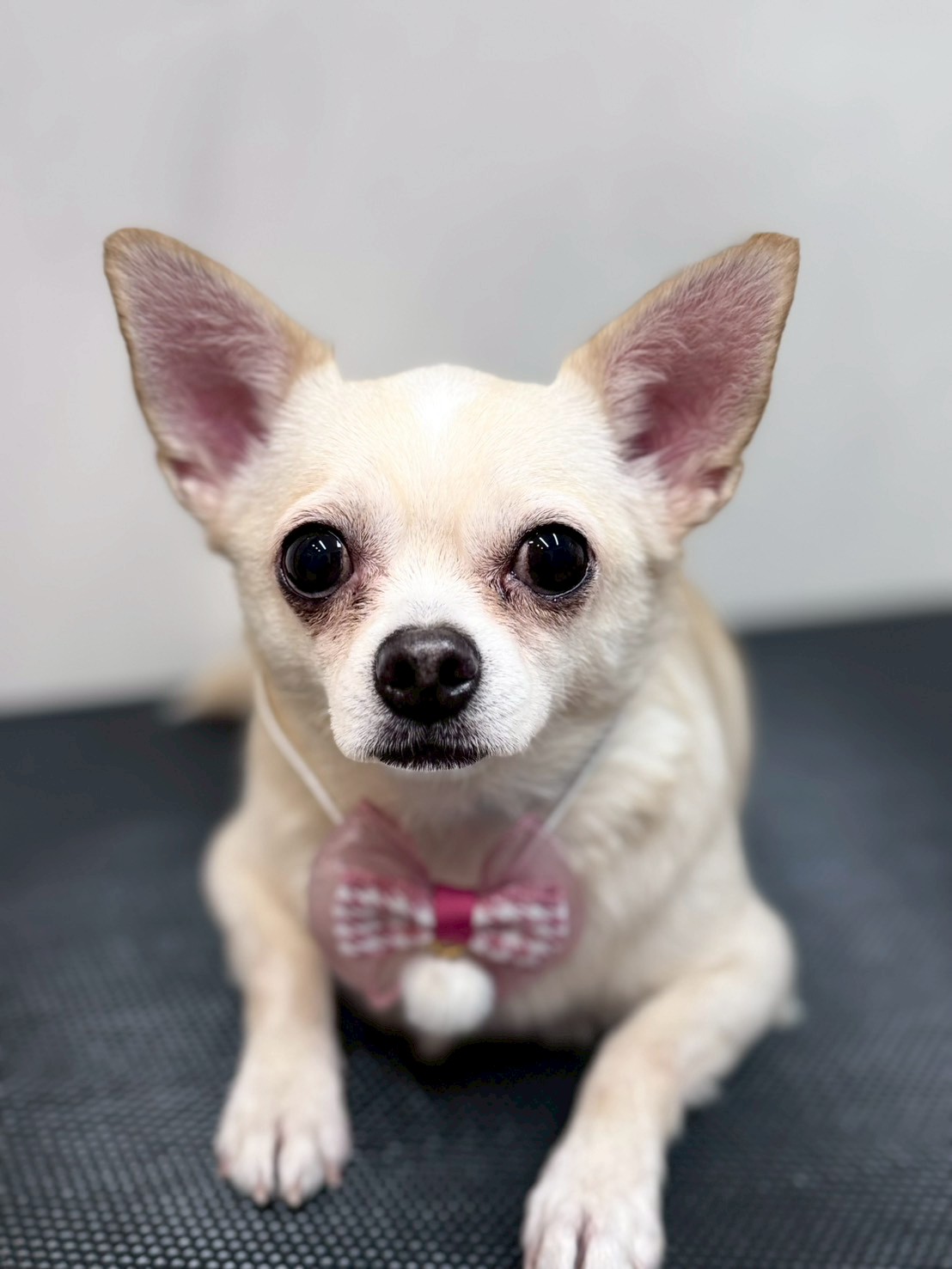 �I���[�W�� �挎�̂��q�l