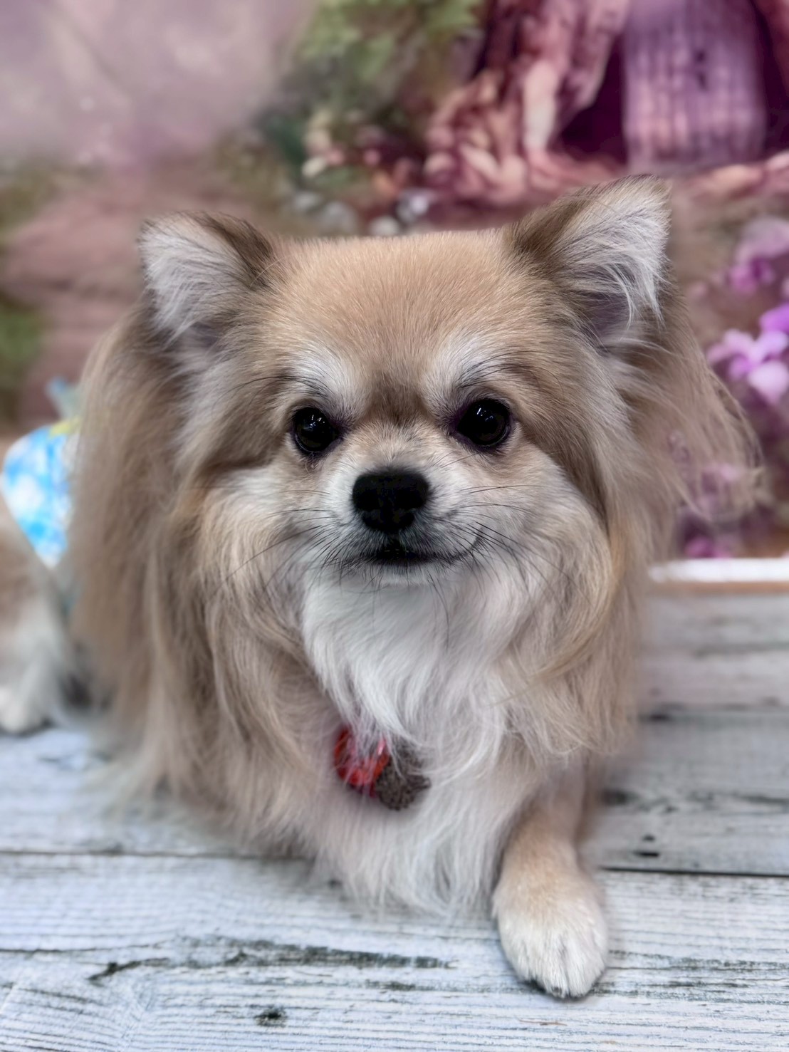 �I���[�W�� �挎�̂��q�l