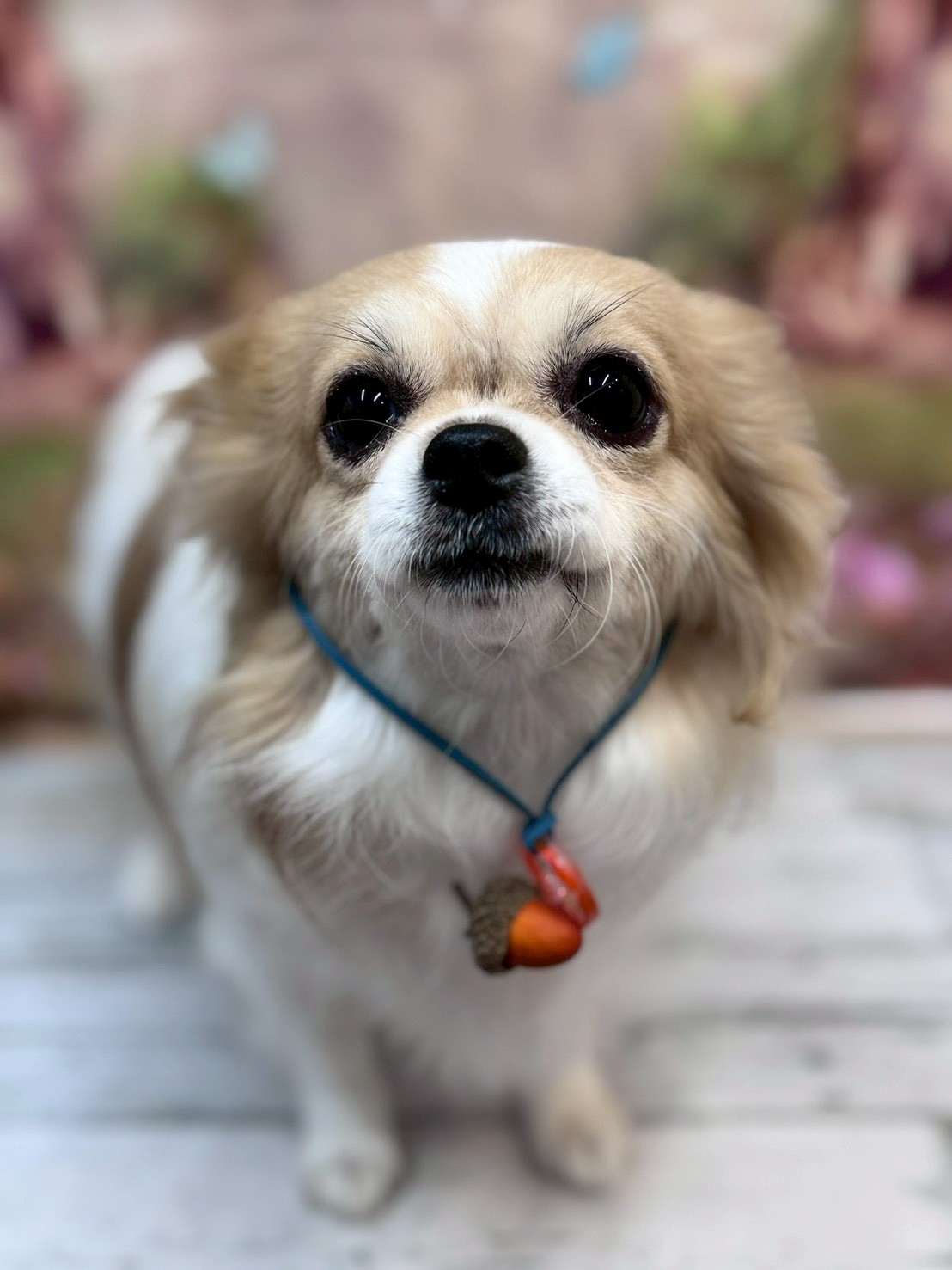 �I���[�W�� �挎�̂��q�l