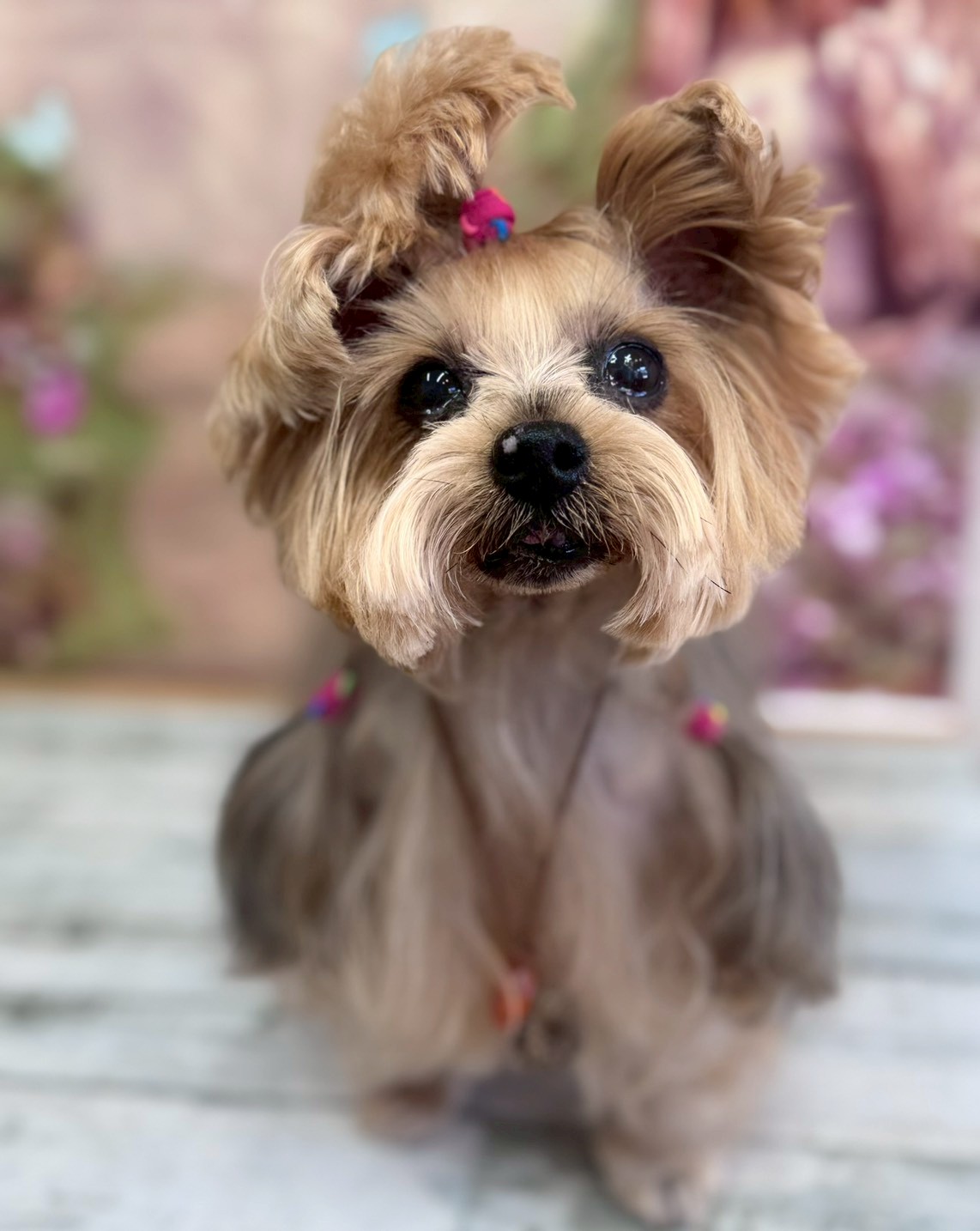 �I���[�W�� �挎�̂��q�l