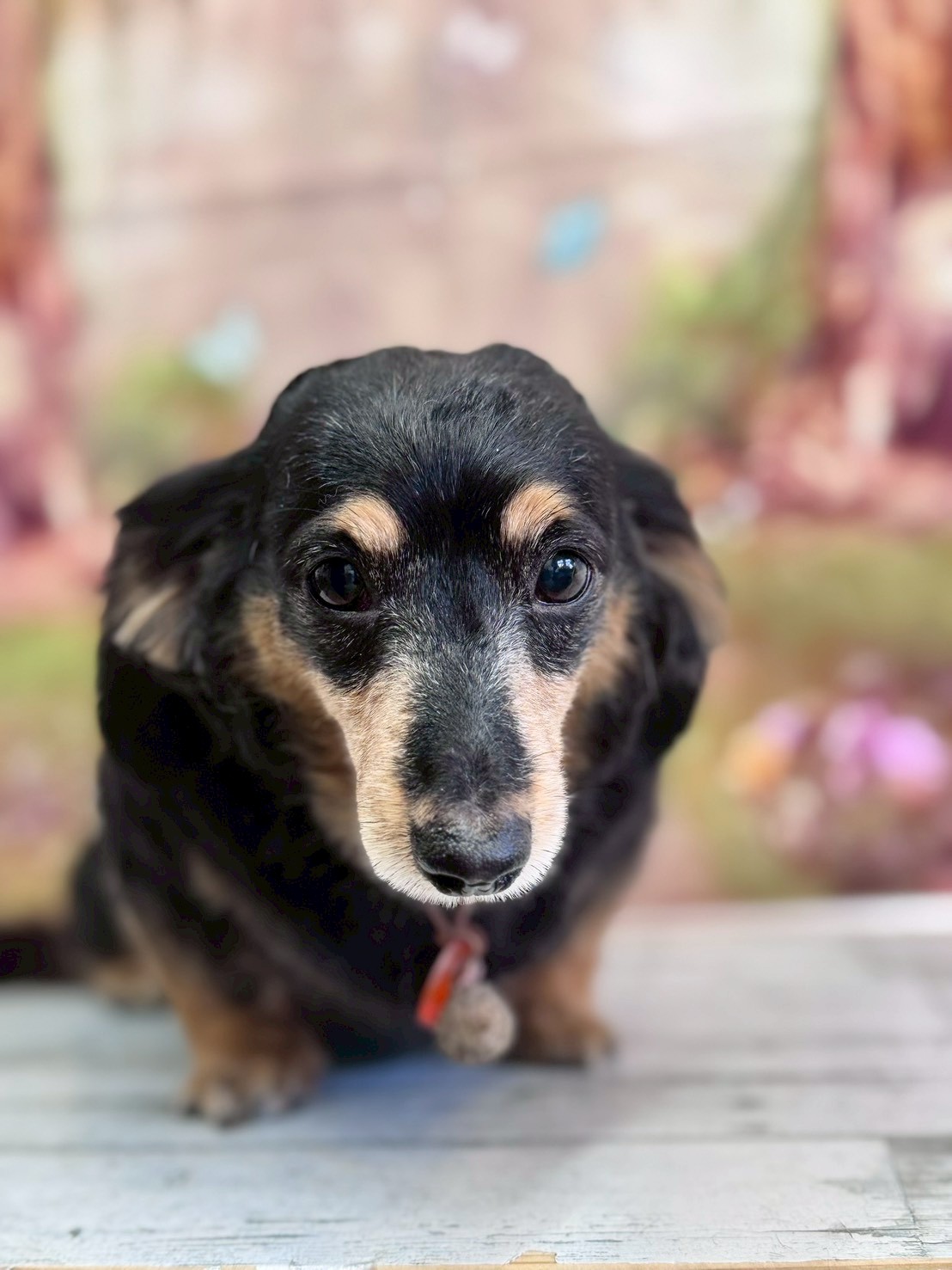 �I���[�W�� �挎�̂��q�l