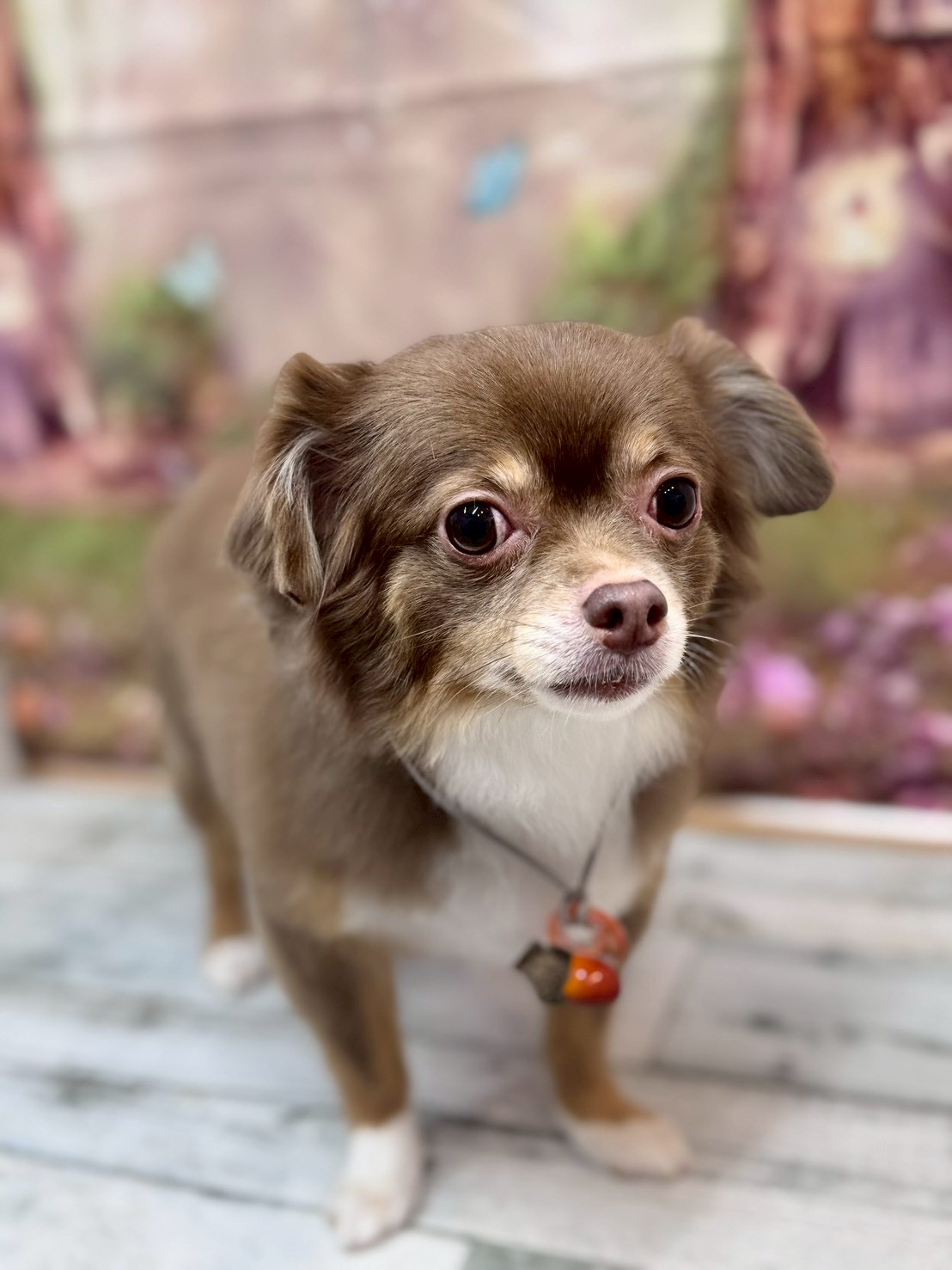 �I���[�W�� �挎�̂��q�l