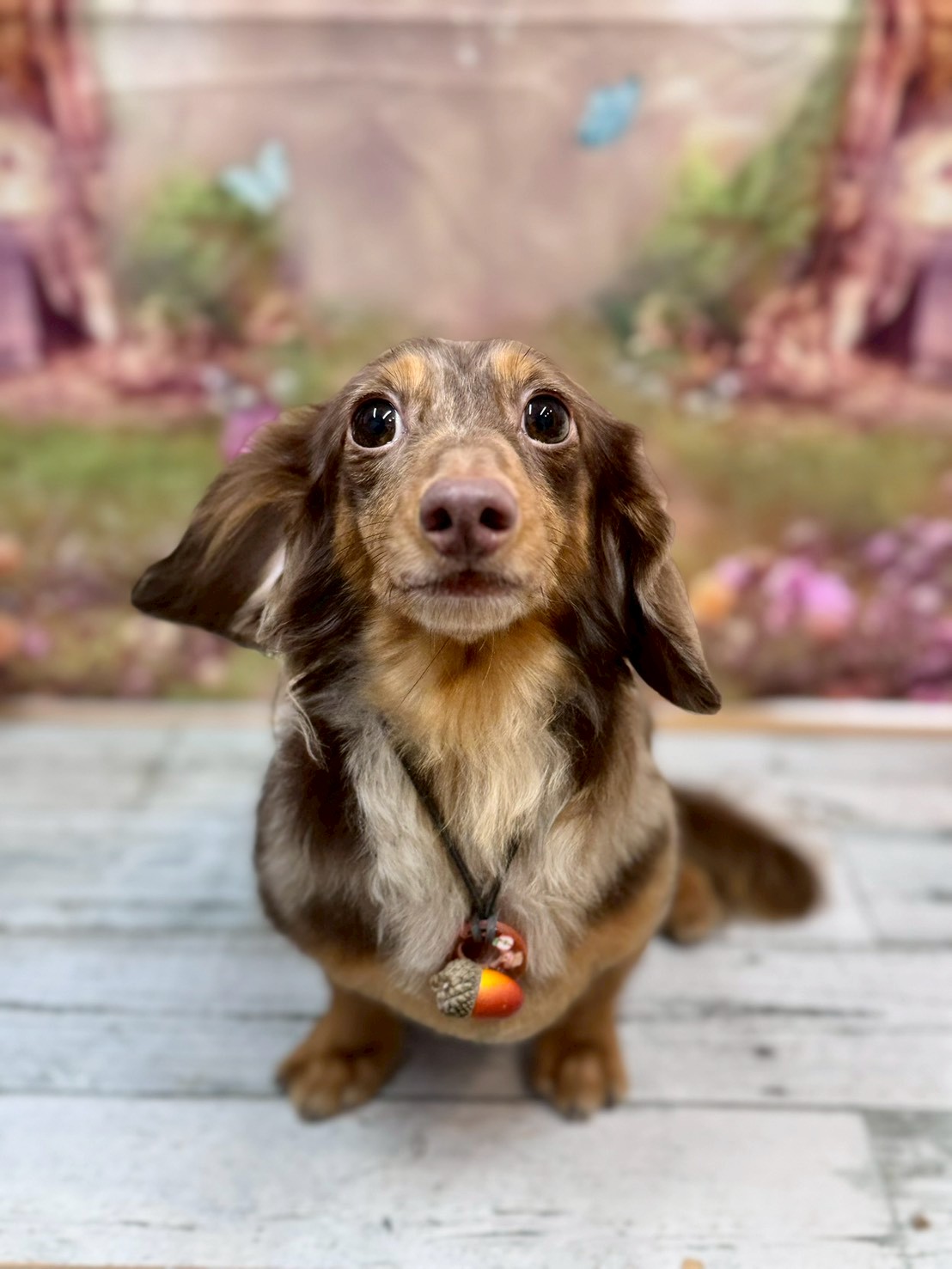 �I���[�W�� �挎�̂��q�l