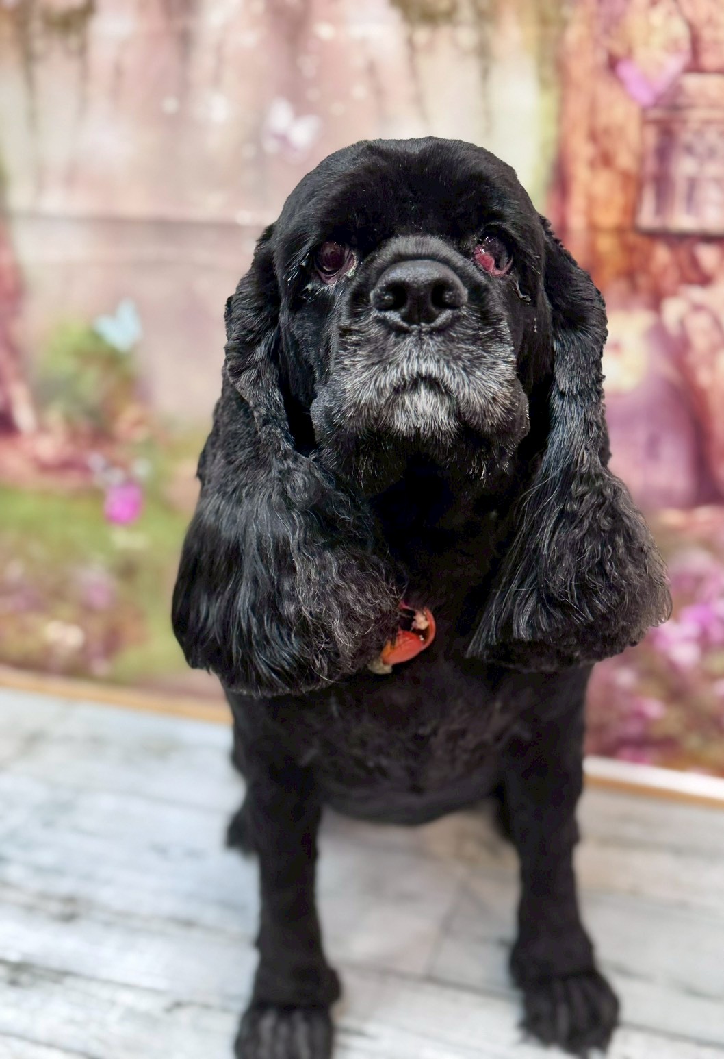 �I���[�W�� �挎�̂��q�l