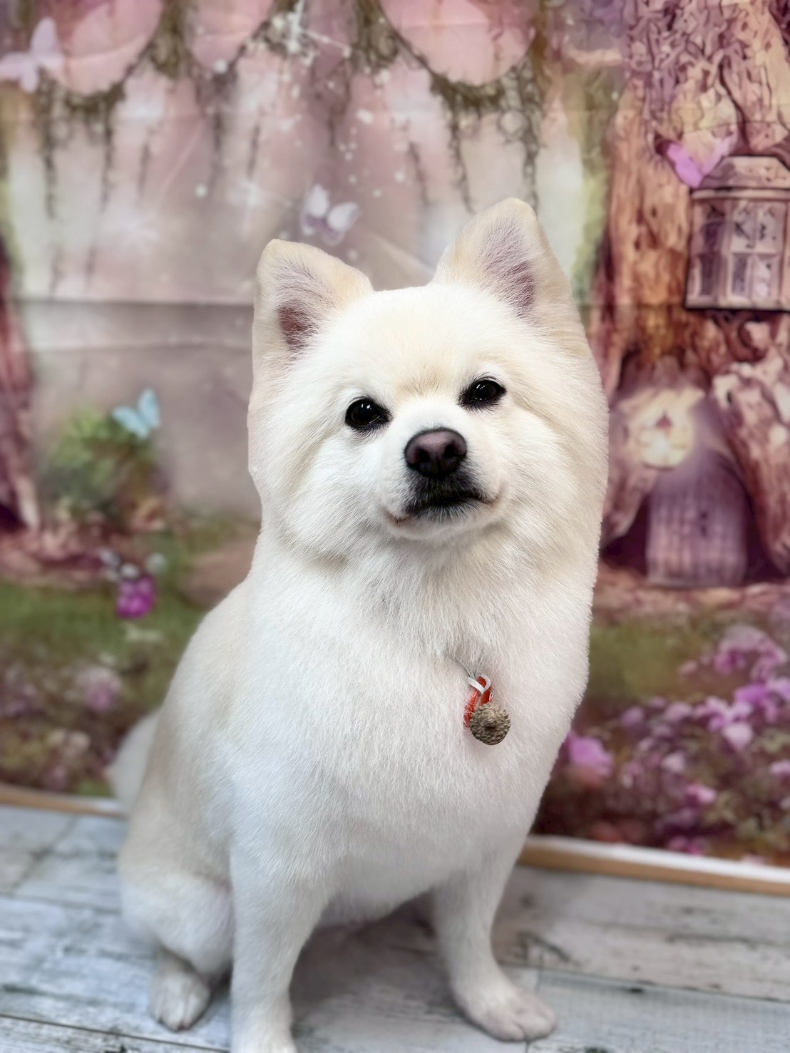 �I���[�W�� �挎�̂��q�l