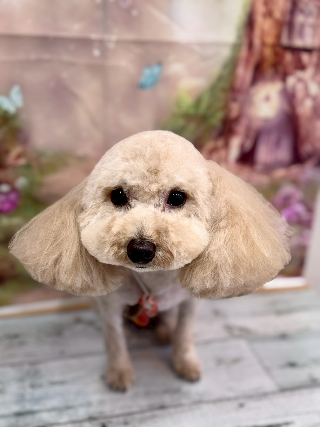 �I���[�W�� �挎�̂��q�l