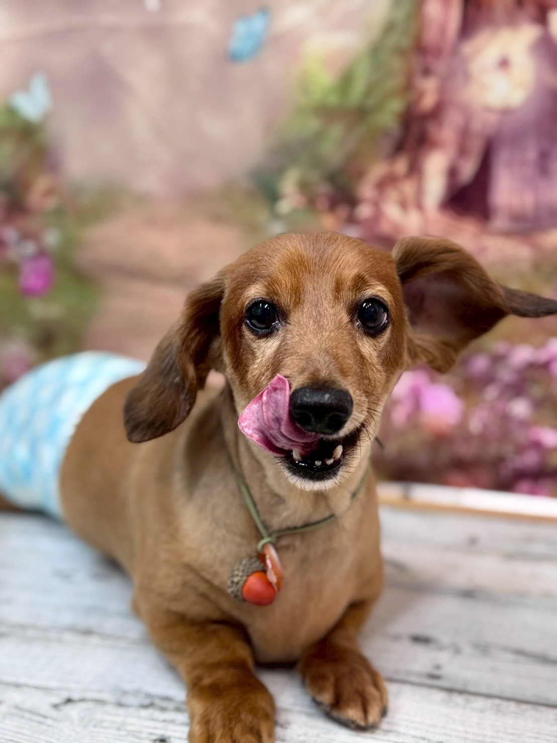 �I���[�W�� �挎�̂��q�l