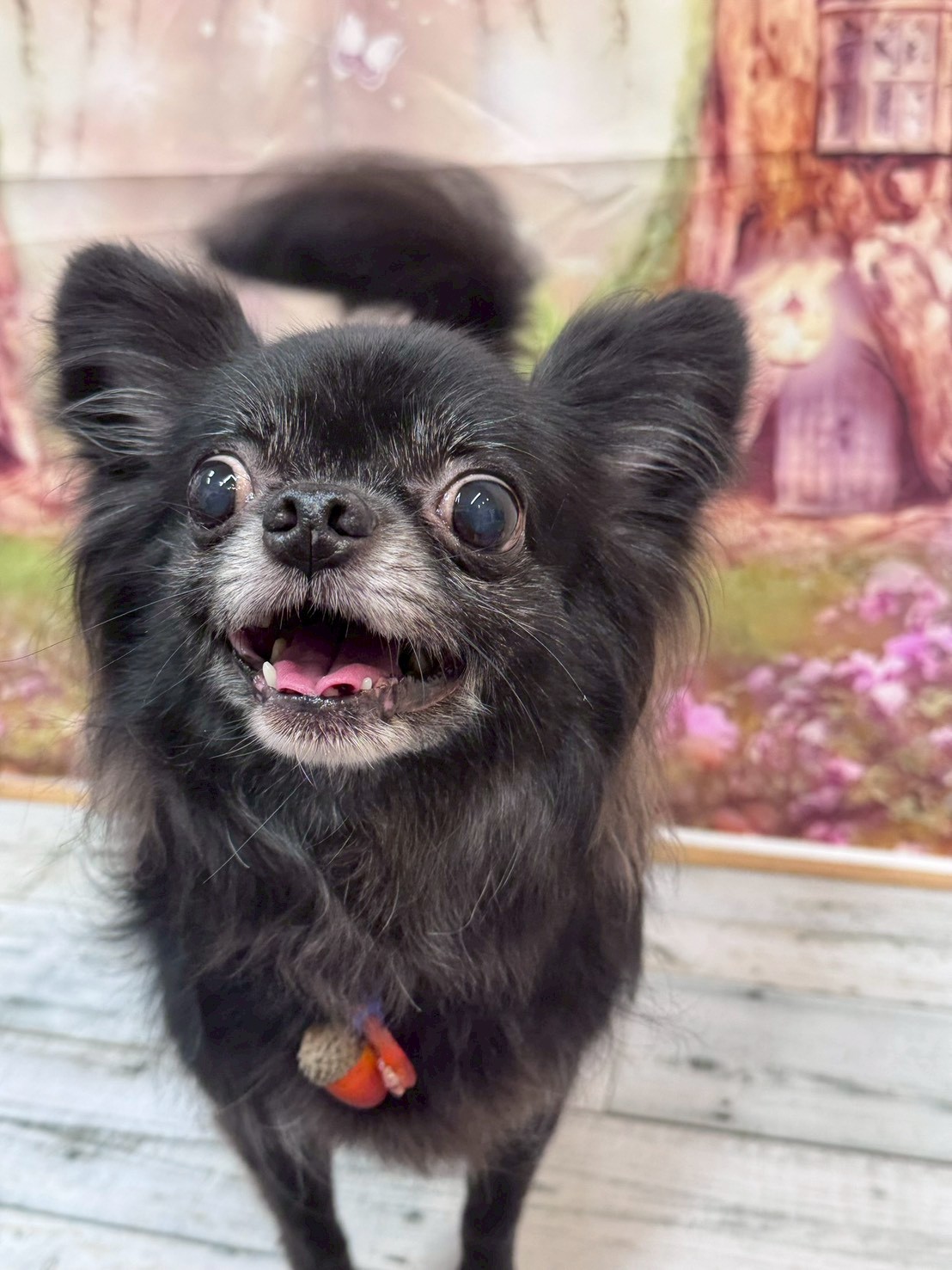 �I���[�W�� �挎�̂��q�l