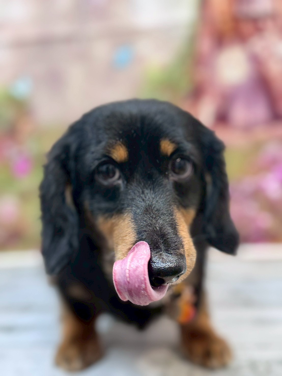 �I���[�W�� �挎�̂��q�l