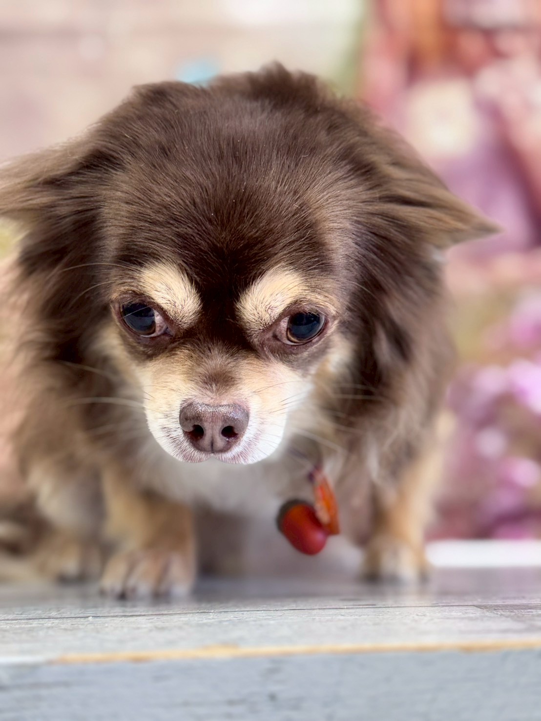 �I���[�W�� �挎�̂��q�l