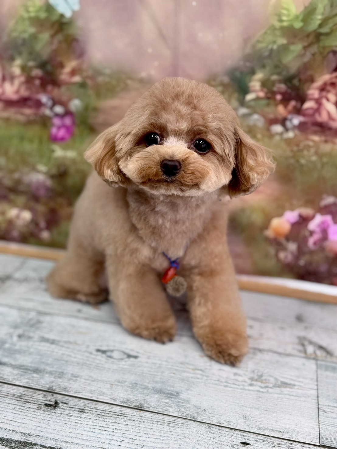 �I���[�W�� �挎�̂��q�l