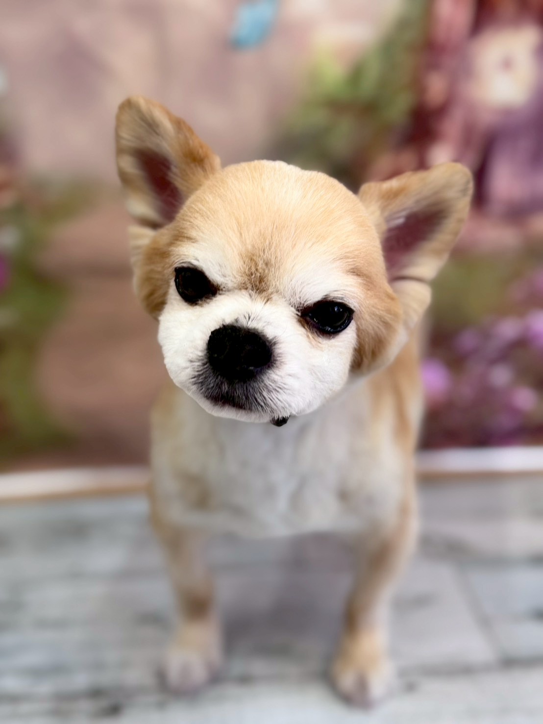 �I���[�W�� �挎�̂��q�l