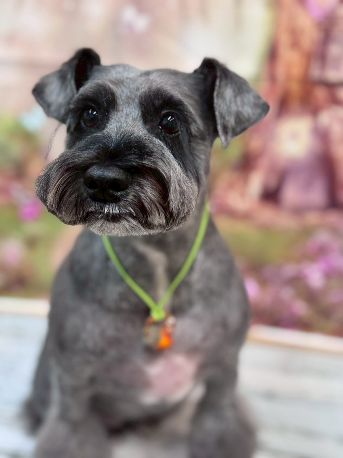 �I���[�W�� �挎�̂��q�l