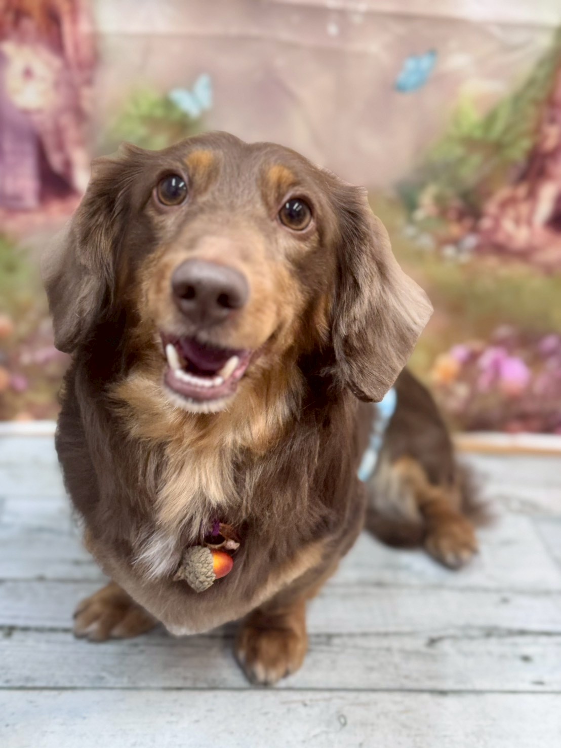 �I���[�W�� �挎�̂��q�l