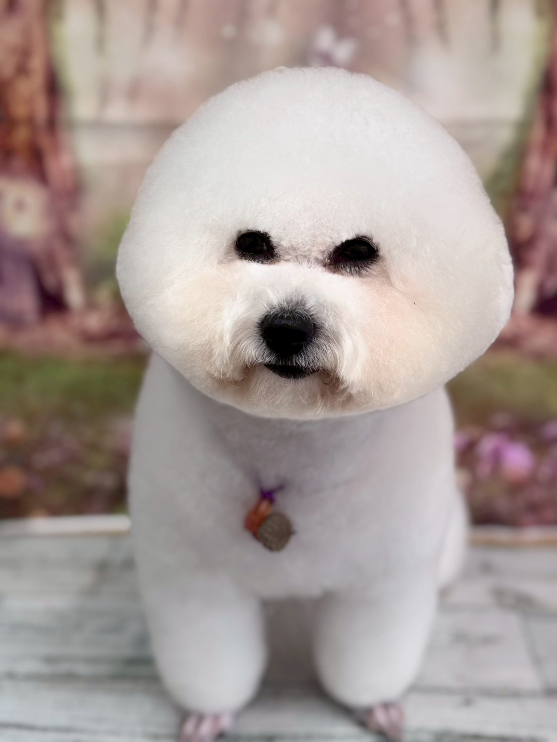 �I���[�W�� �挎�̂��q�l