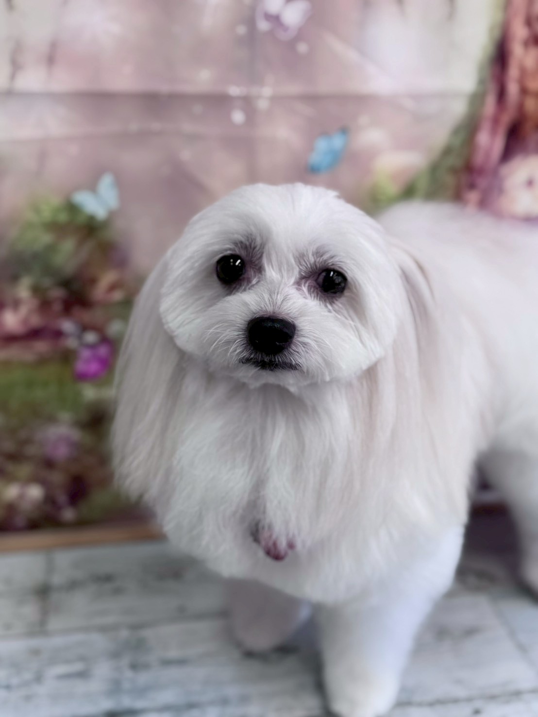 �I���[�W�� �挎�̂��q�l