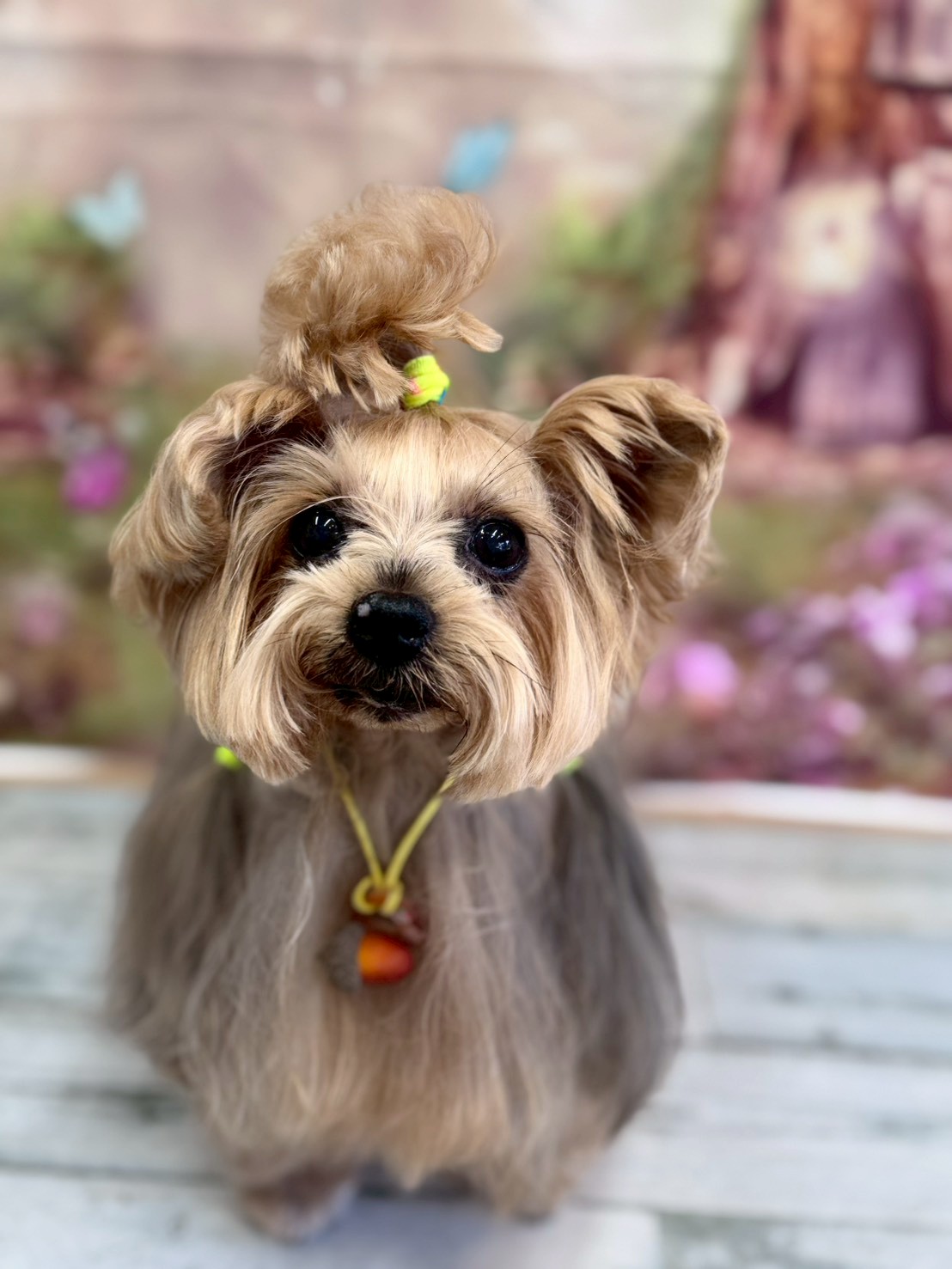 �I���[�W�� �挎�̂��q�l