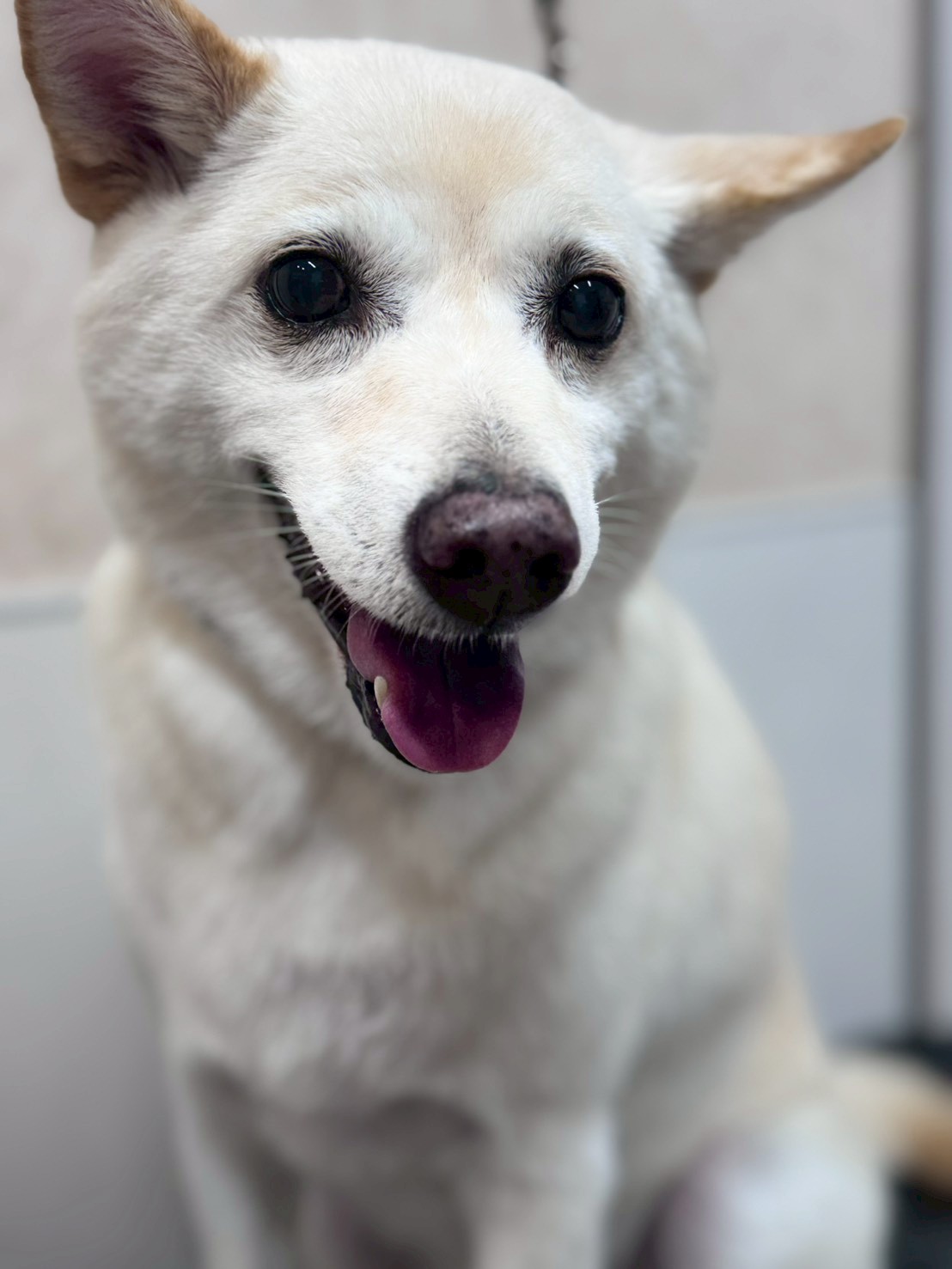 �I���[�W�� �挎�̂��q�l