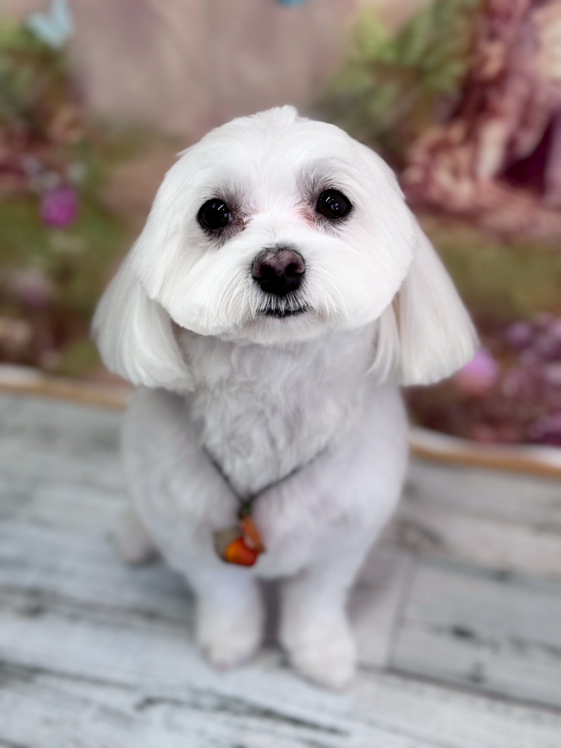 �I���[�W�� �挎�̂��q�l