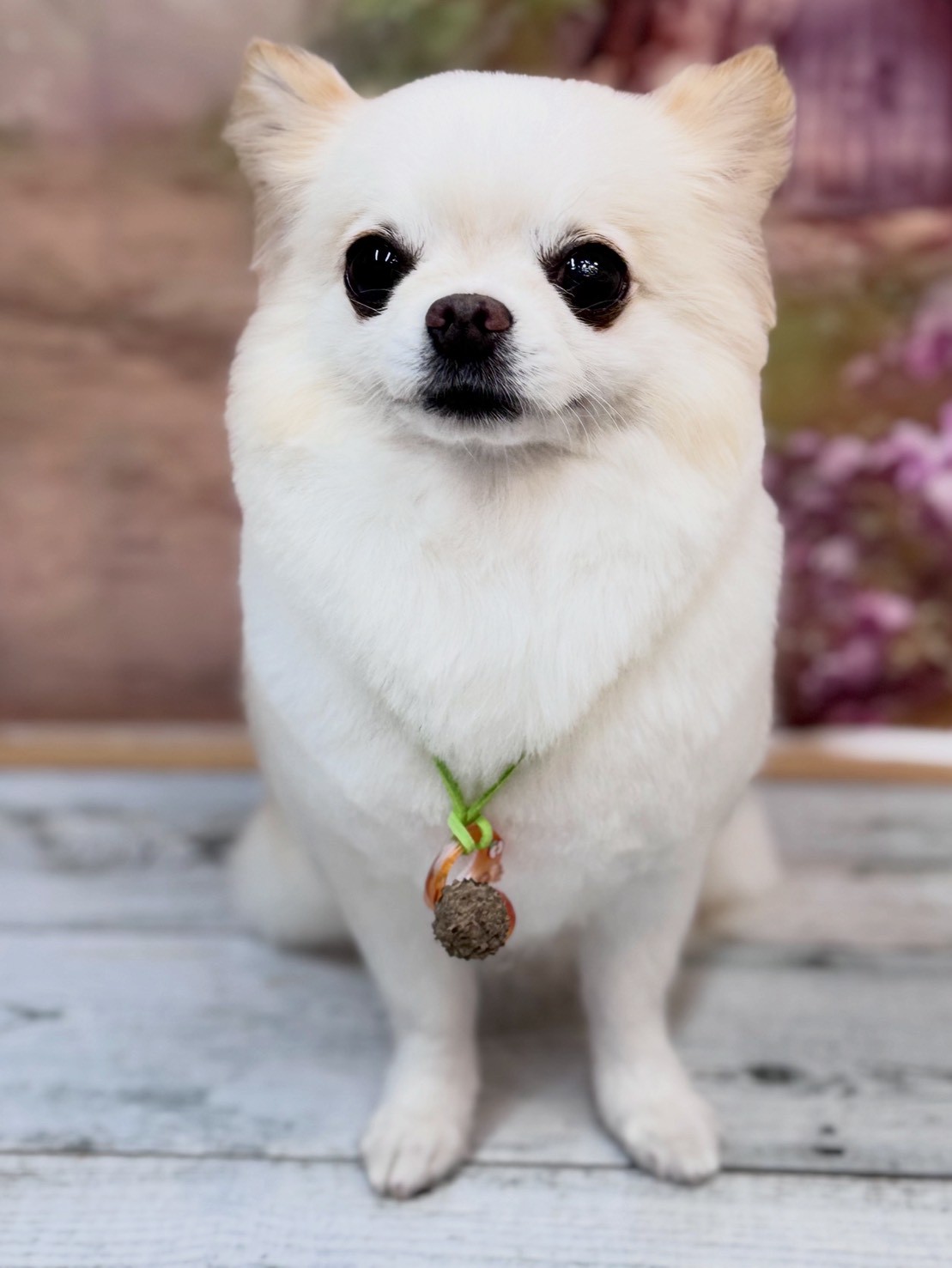 �I���[�W�� �挎�̂��q�l