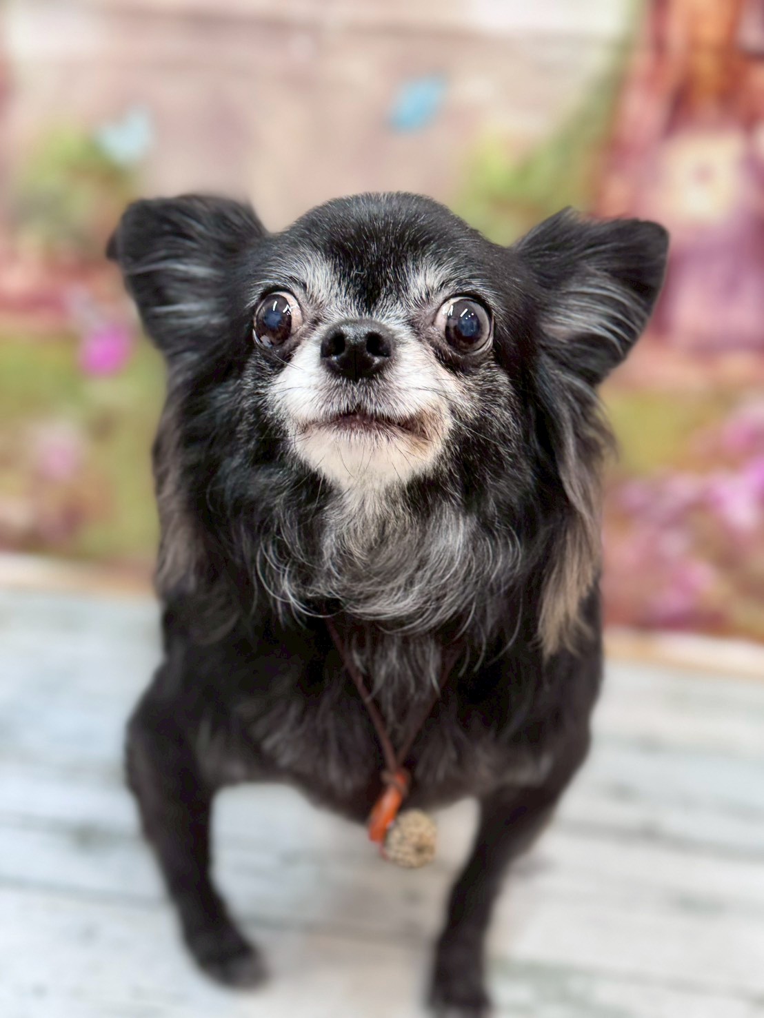 �I���[�W�� �挎�̂��q�l