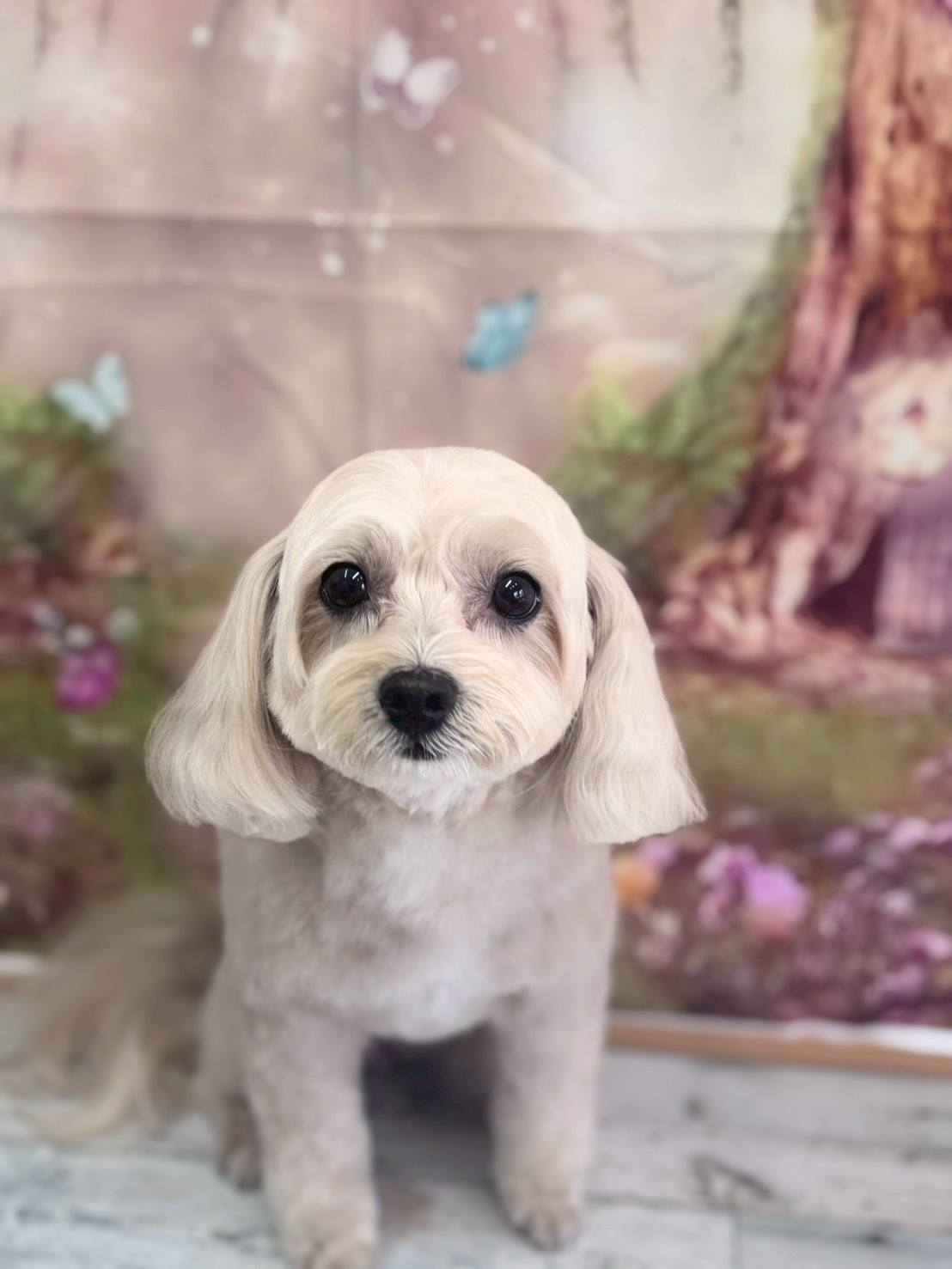 �I���[�W�� �挎�̂��q�l