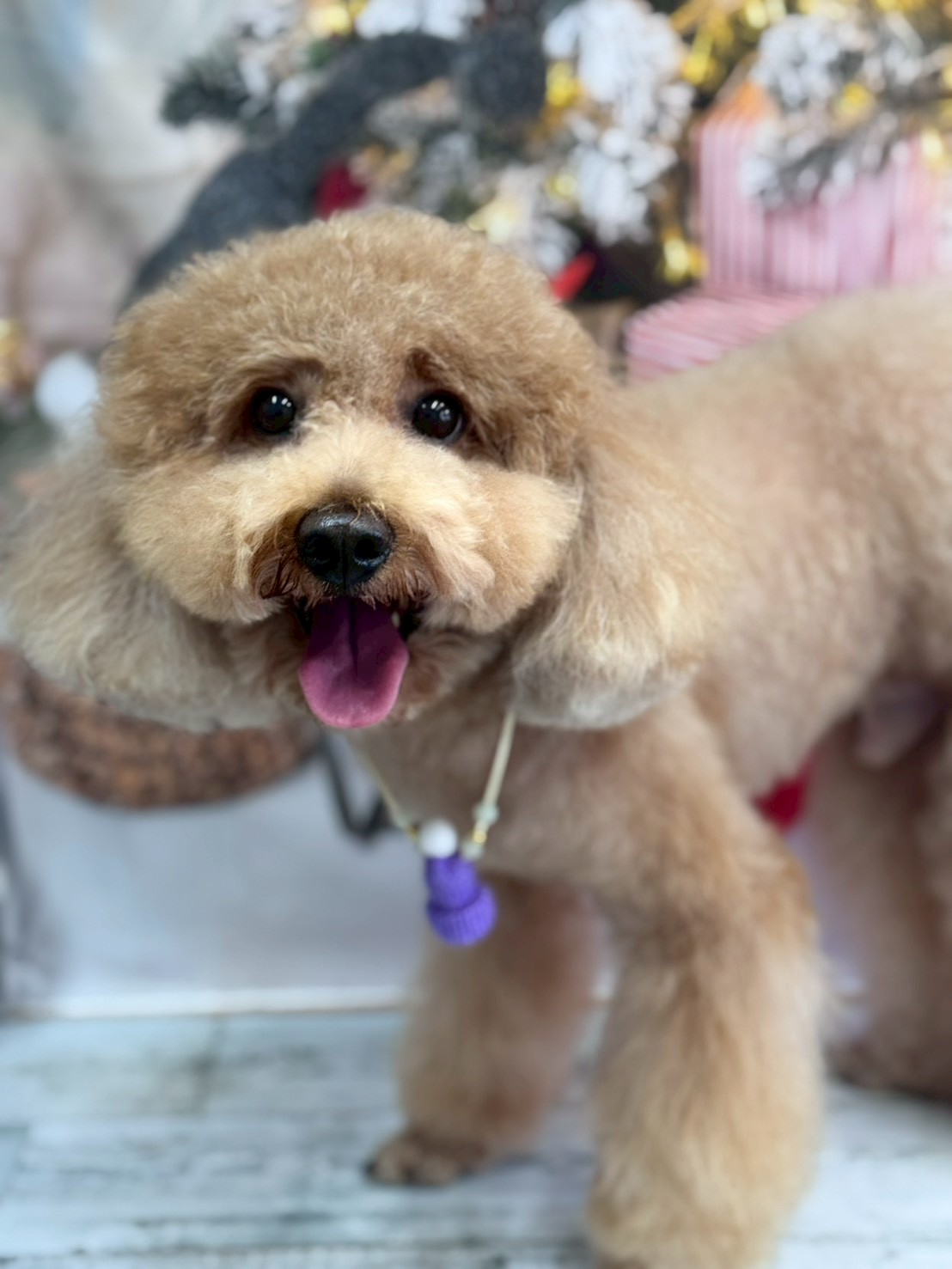 �I���[�W�� �挎�̂��q�l