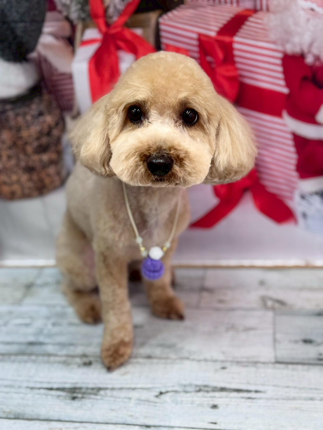 �I���[�W�� �挎�̂��q�l