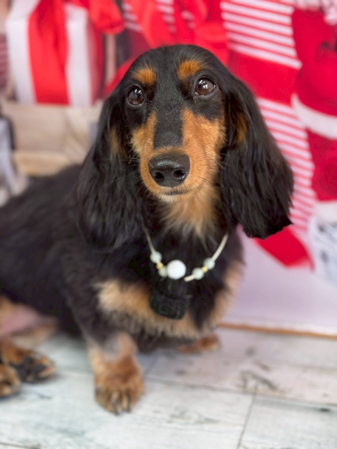 �I���[�W�� �挎�̂��q�l