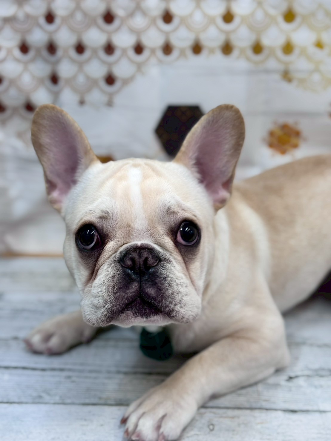 �I���[�W�� �挎�̂��q�l