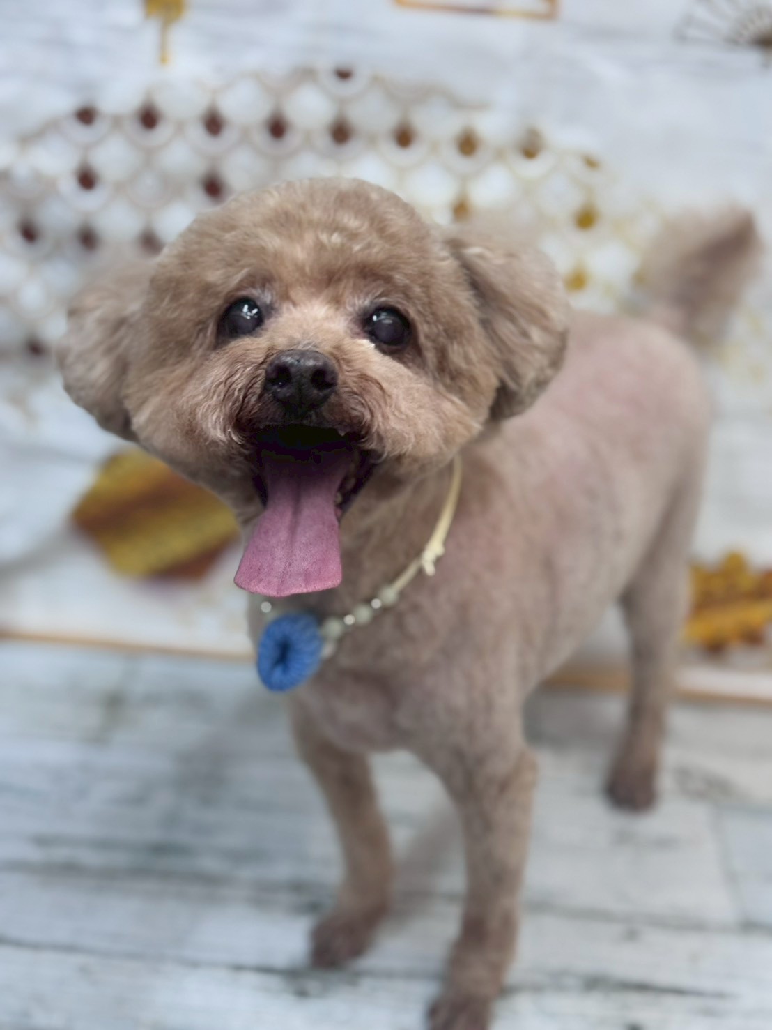 �I���[�W�� �挎�̂��q�l