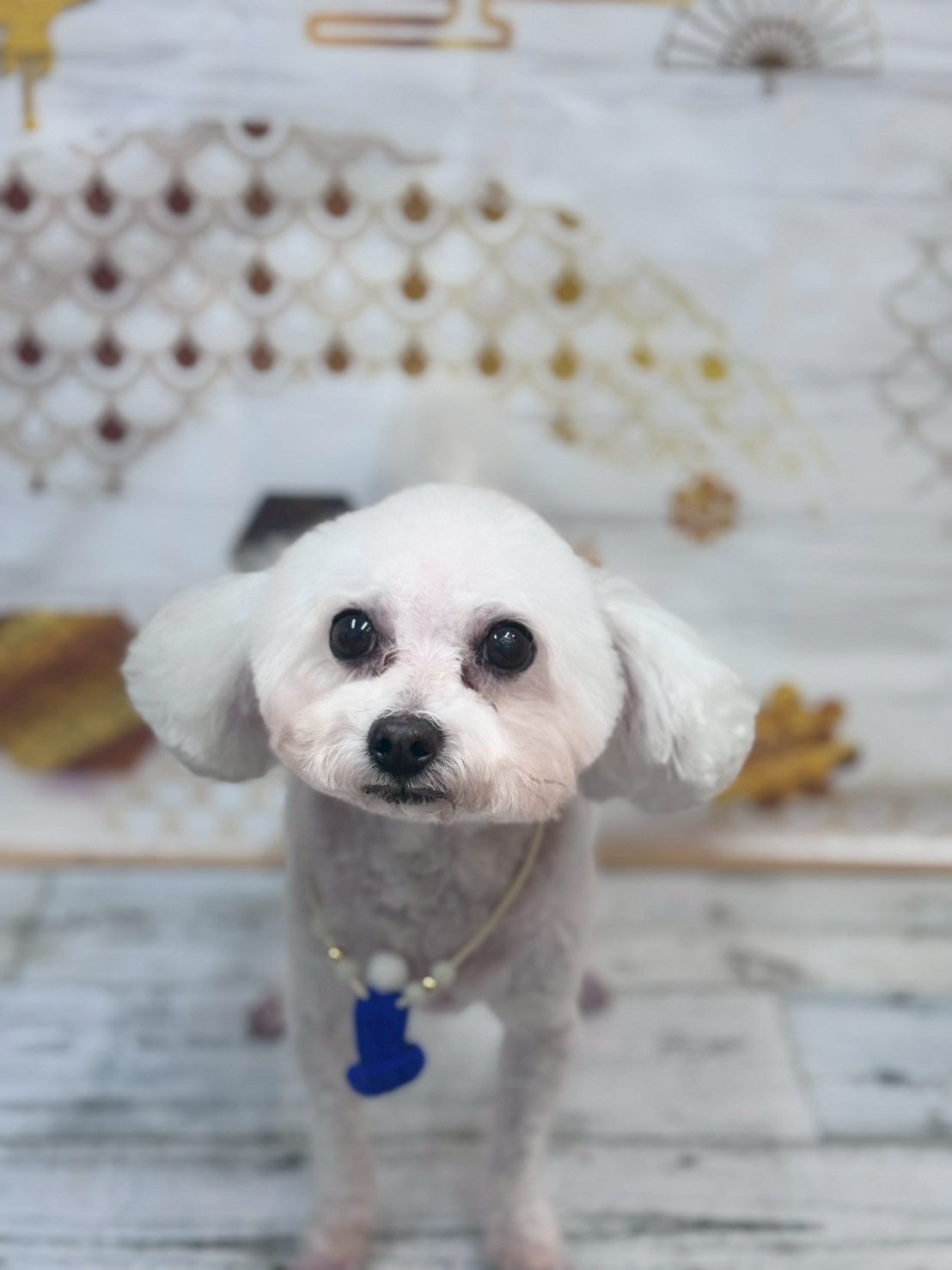 �I���[�W�� �挎�̂��q�l