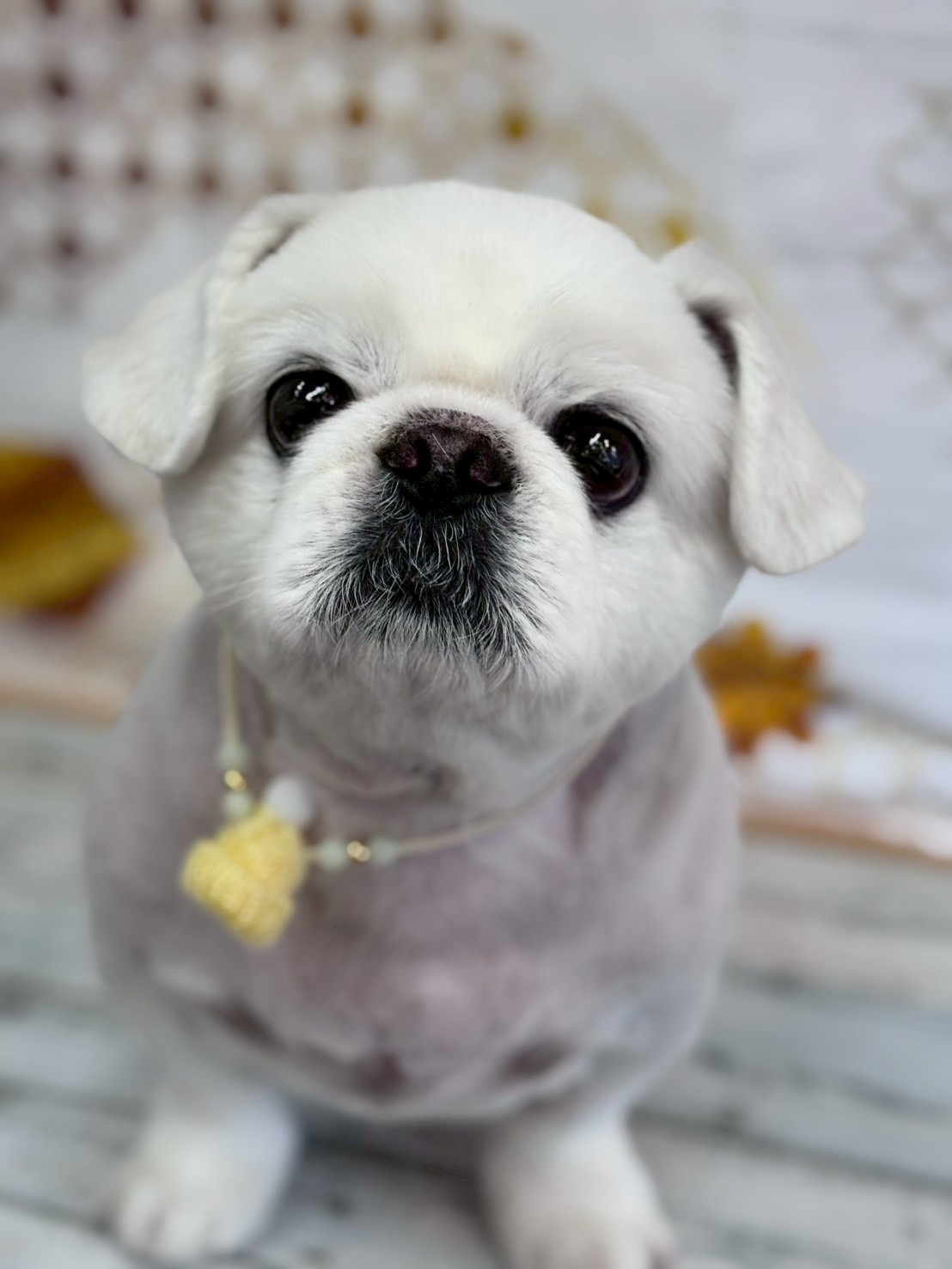 �I���[�W�� �挎�̂��q�l