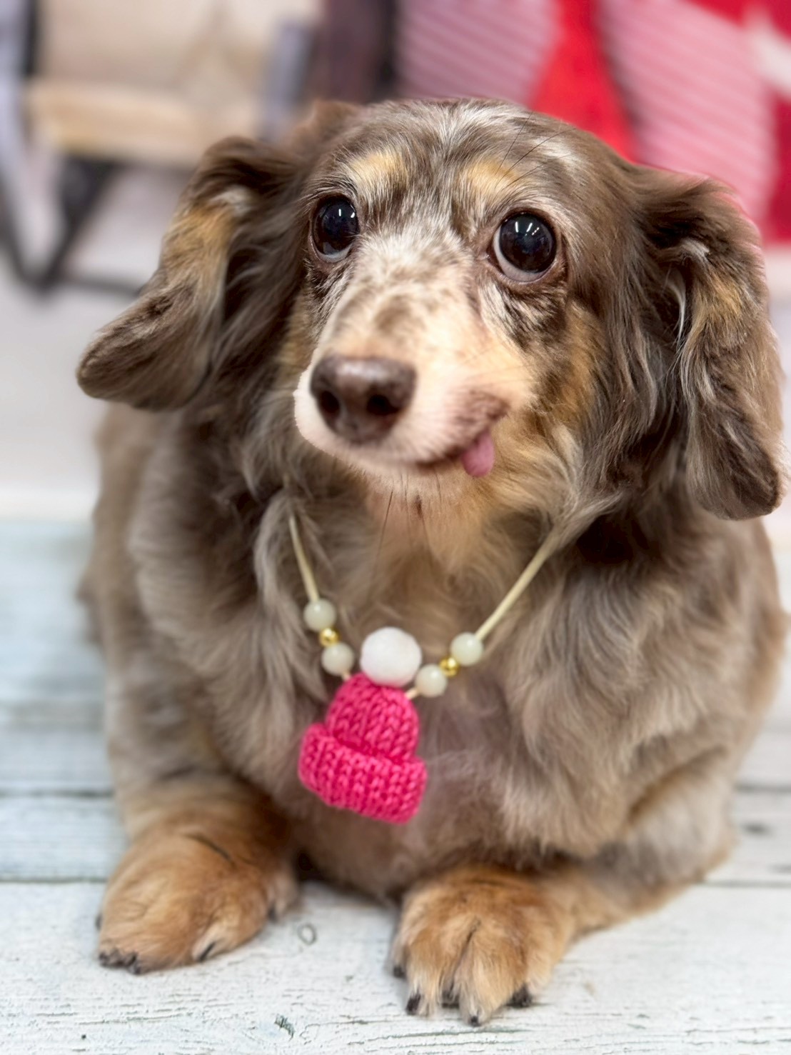 �I���[�W�� �挎�̂��q�l