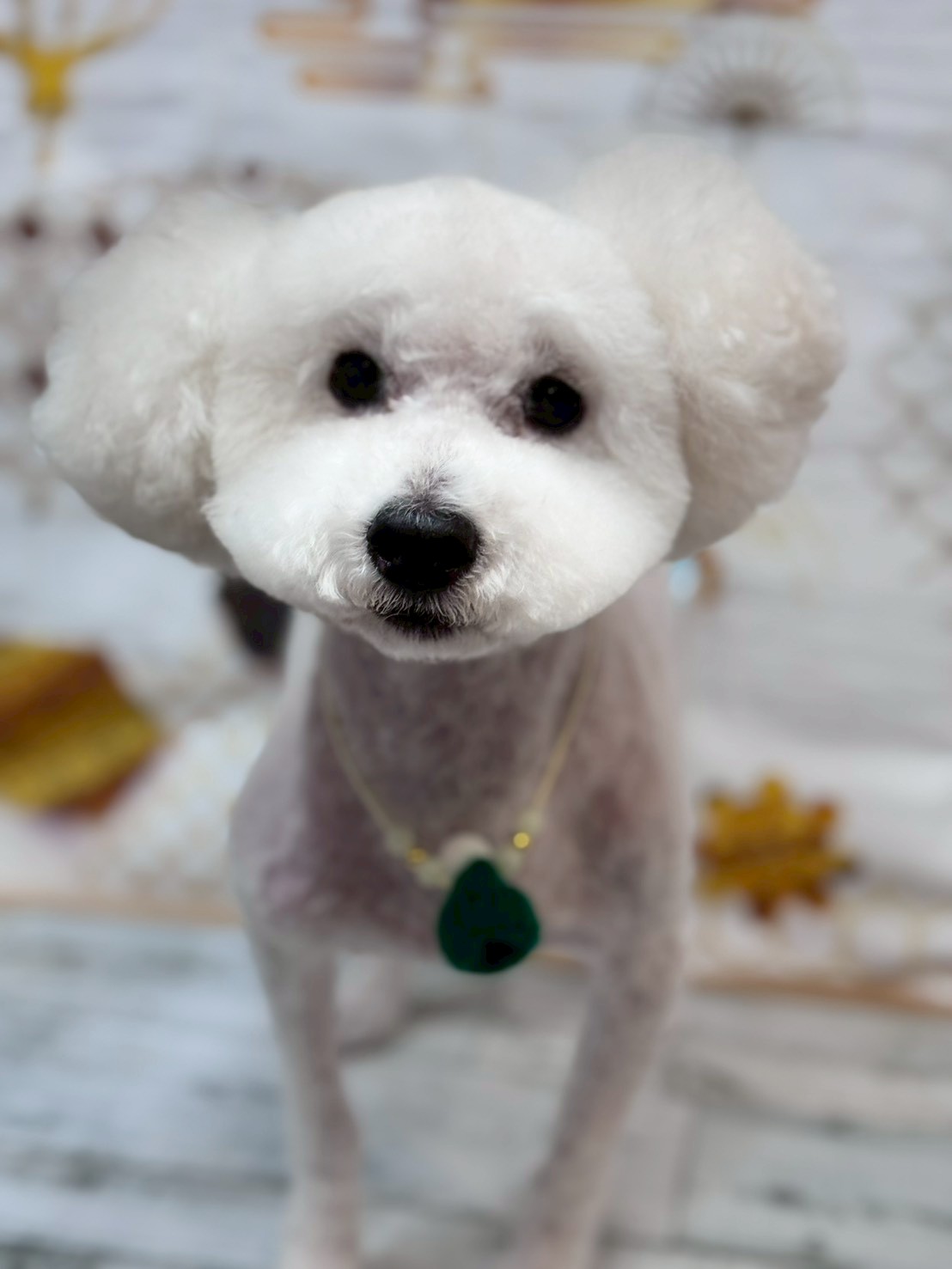 �I���[�W�� �挎�̂��q�l