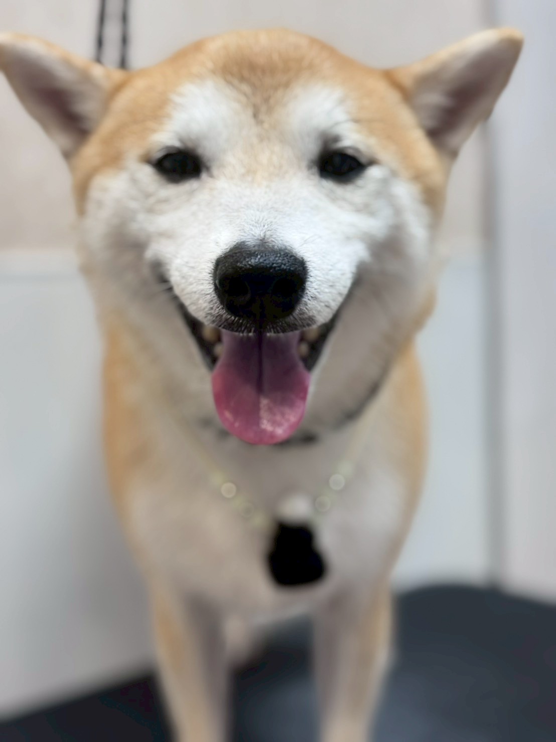 �I���[�W�� �挎�̂��q�l